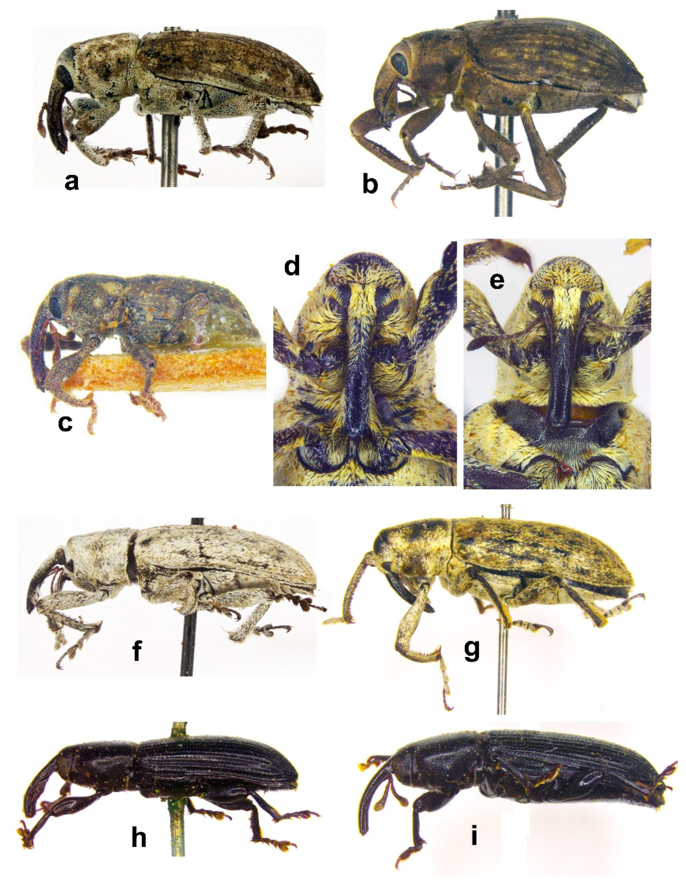 Diversity 10 00077 g011