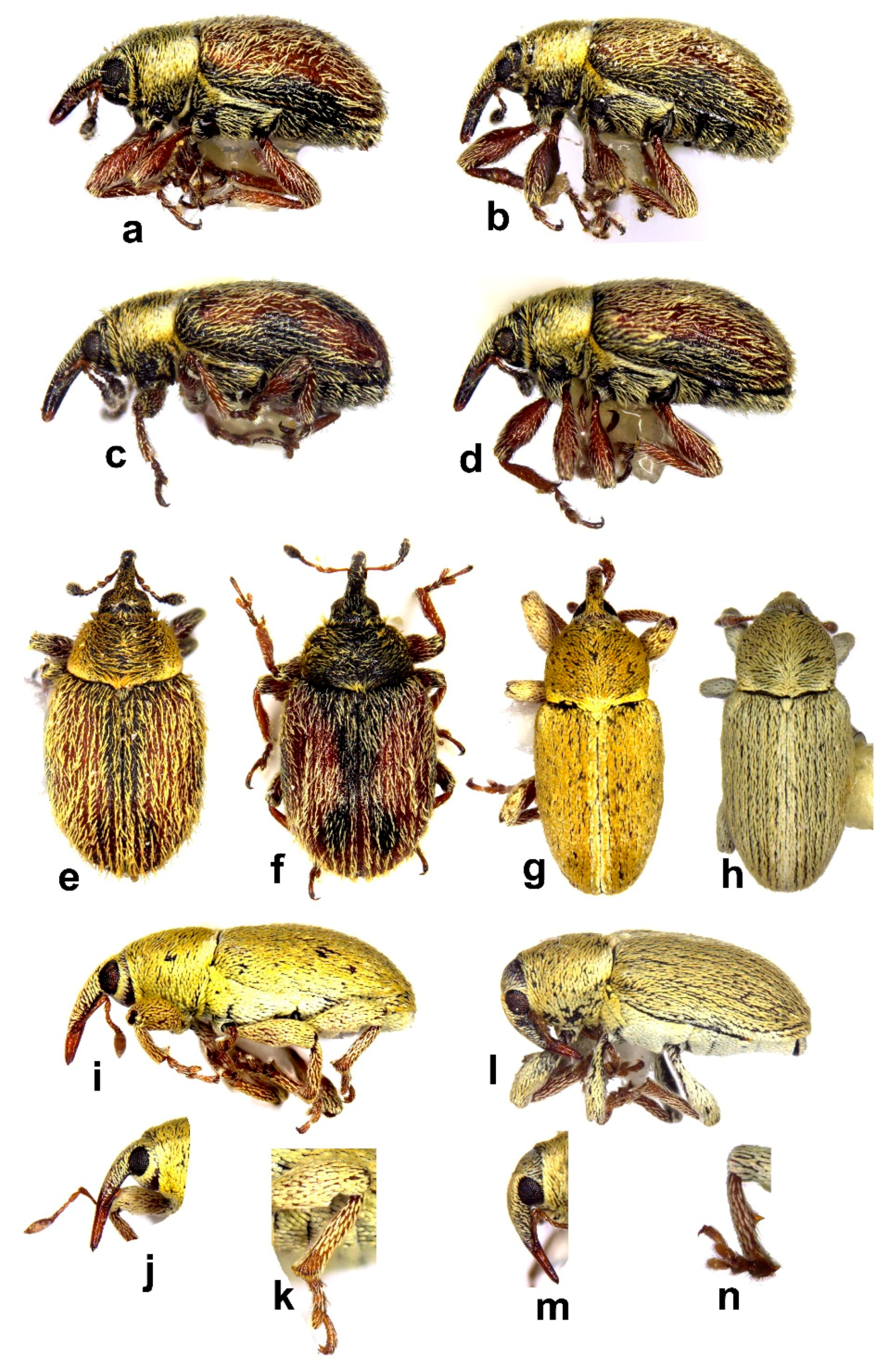 Diversity 10 00077 g014