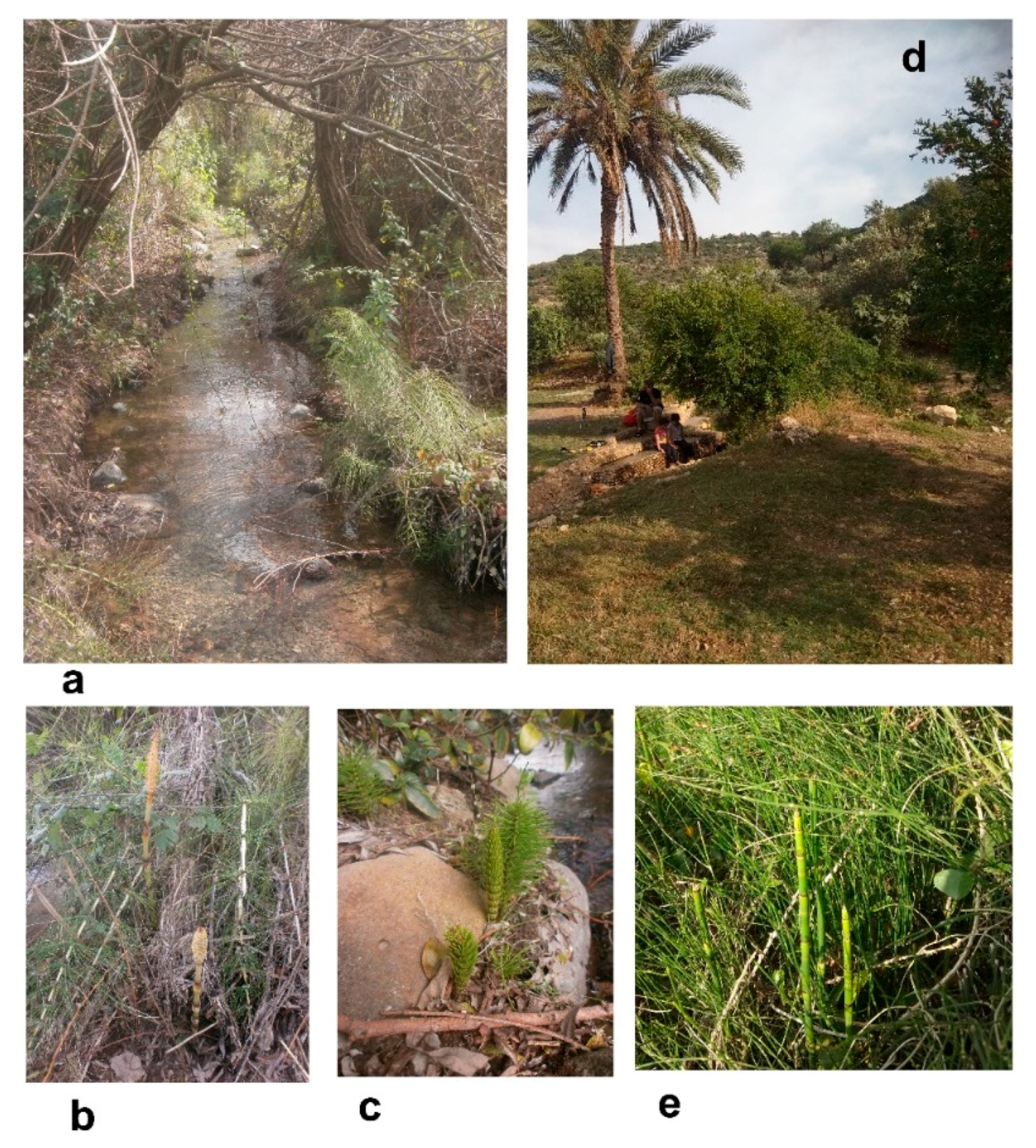 Diversity 10 00077 g016