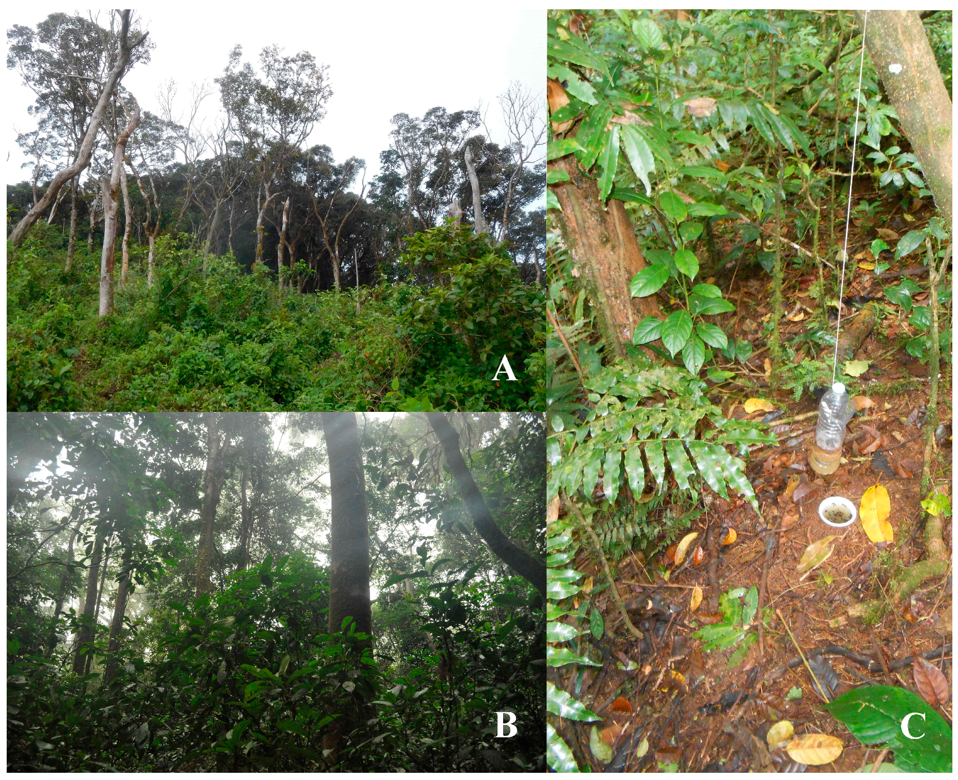 Diversity 10 00082 g001