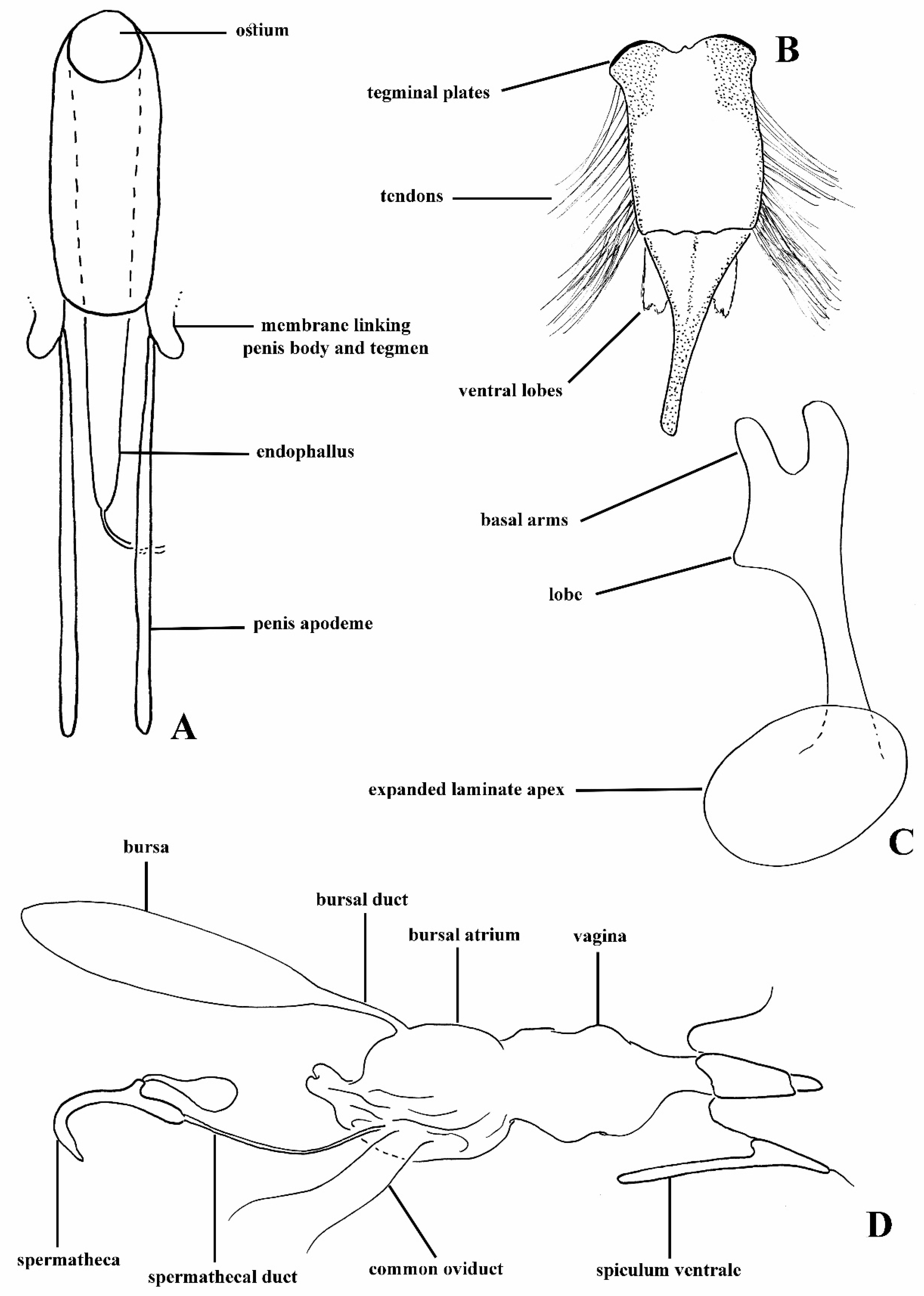 Diversity 10 00082 g002