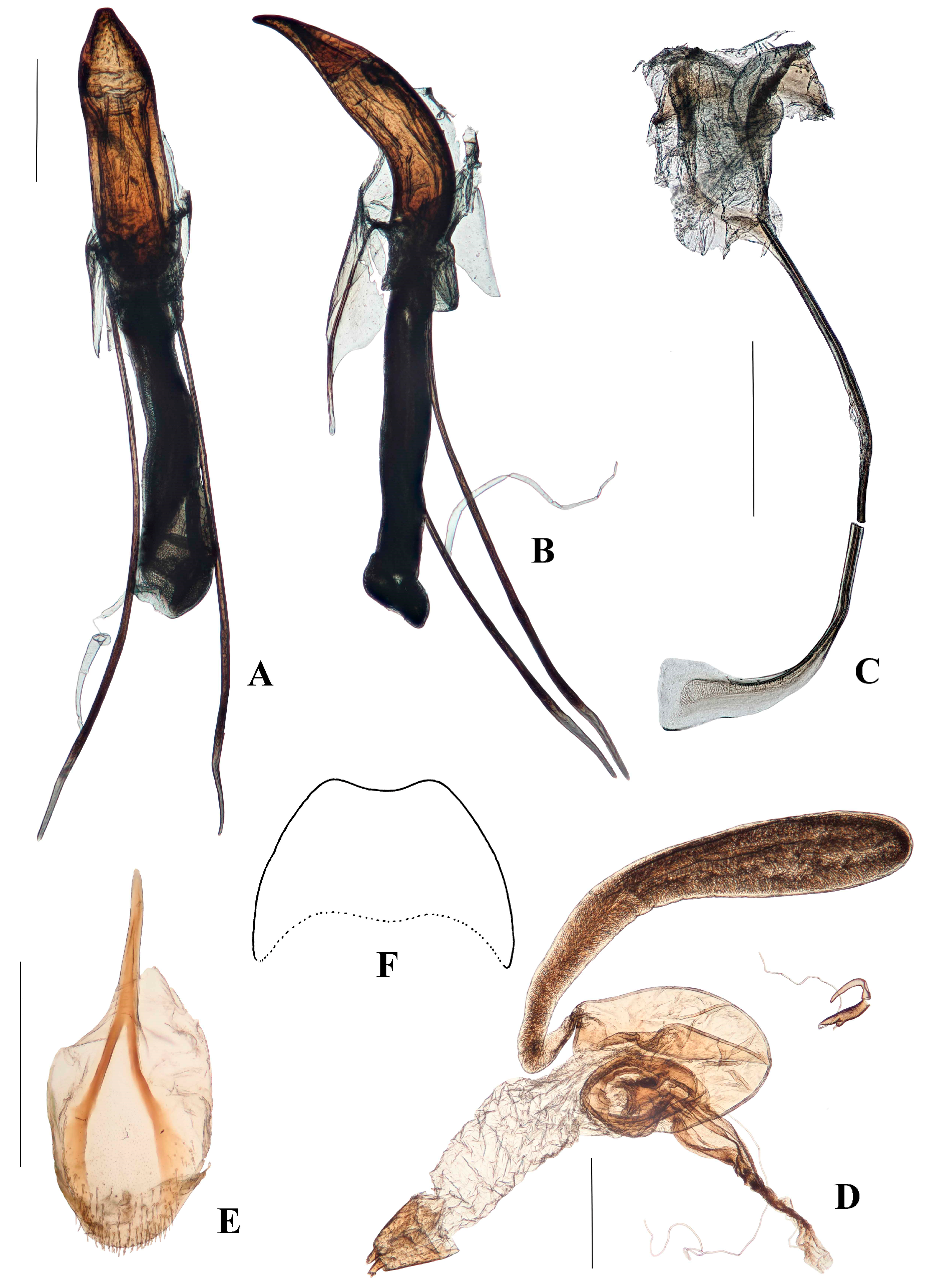 Diversity 10 00082 g004