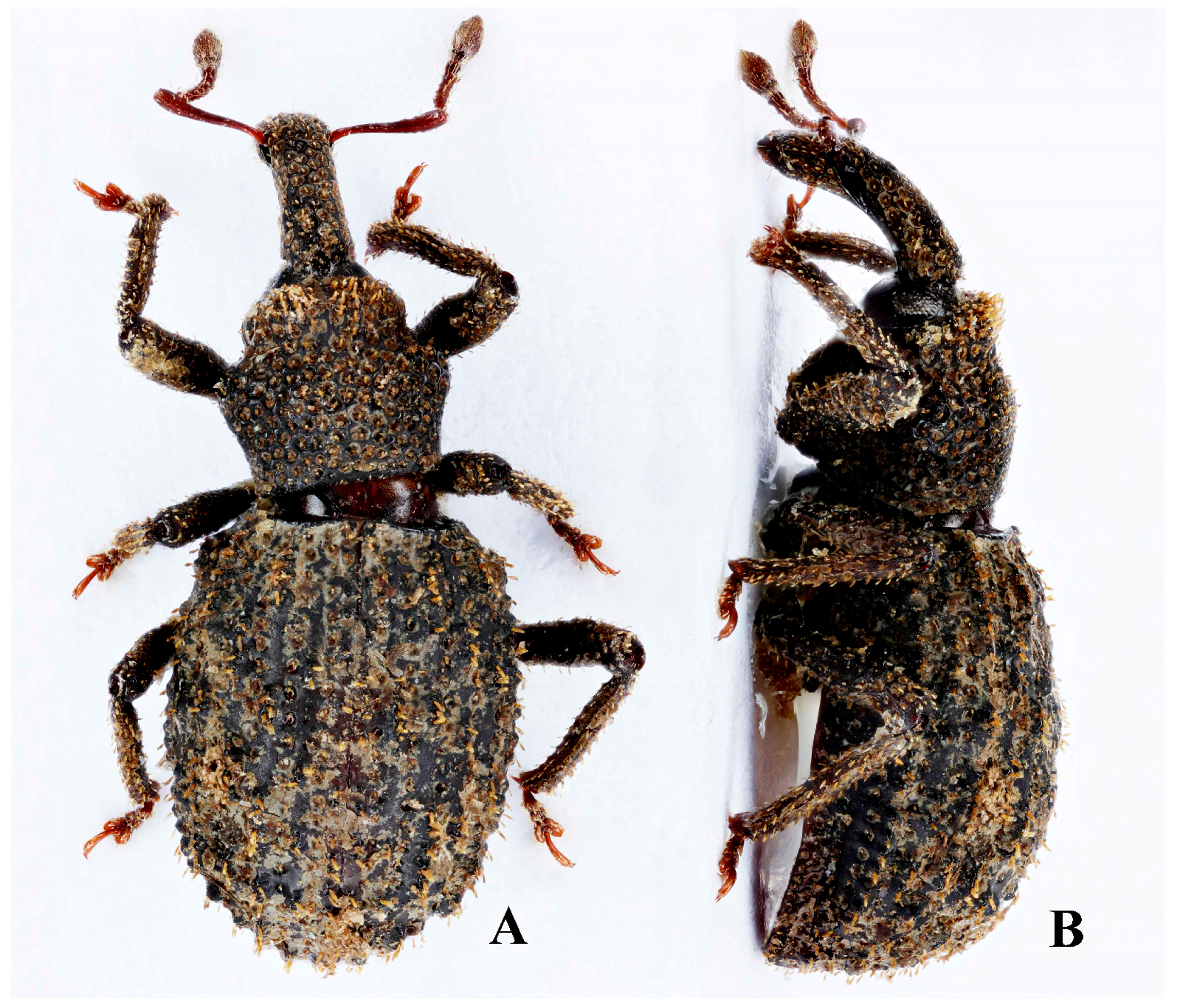 Diversity 10 00082 g005