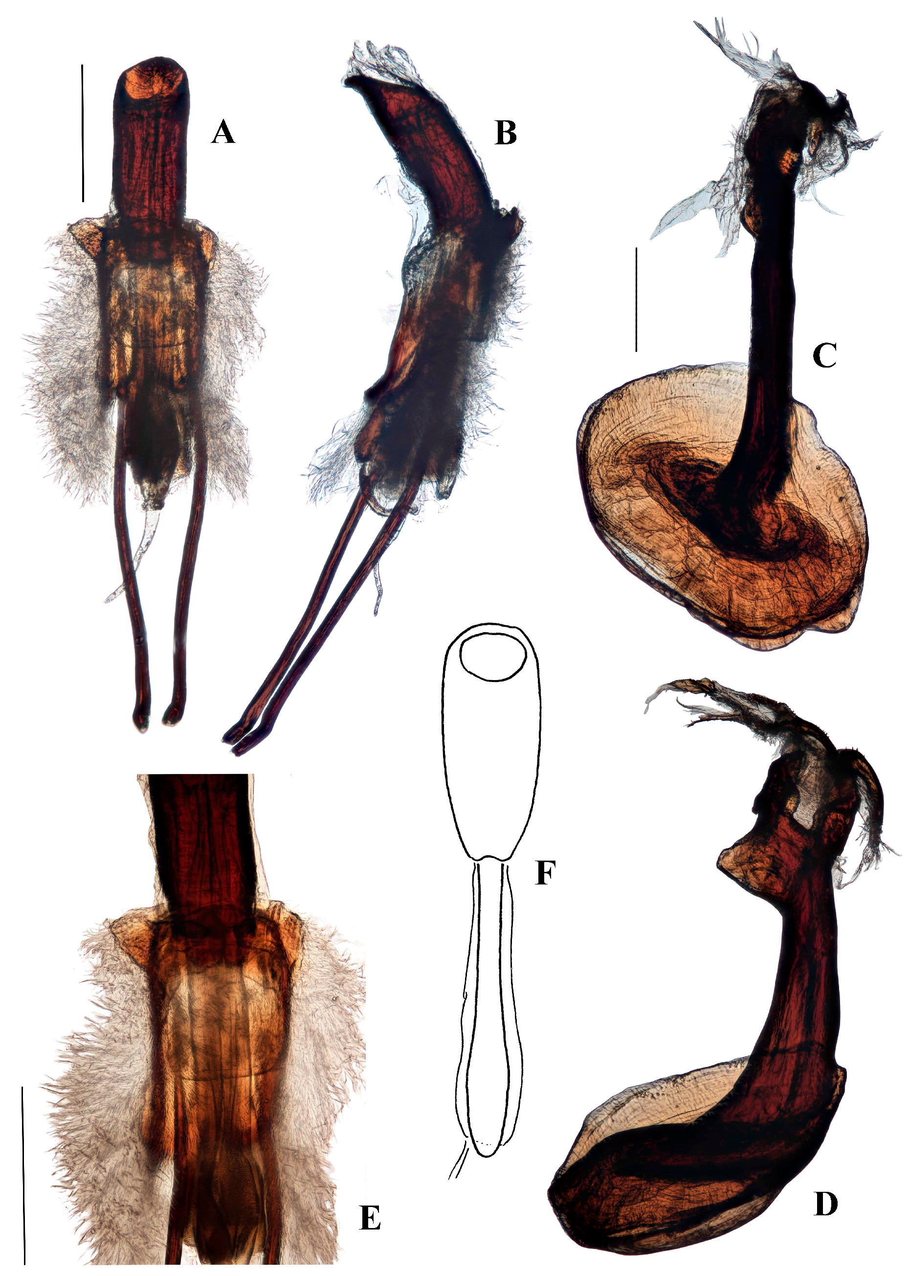 Diversity 10 00082 g006