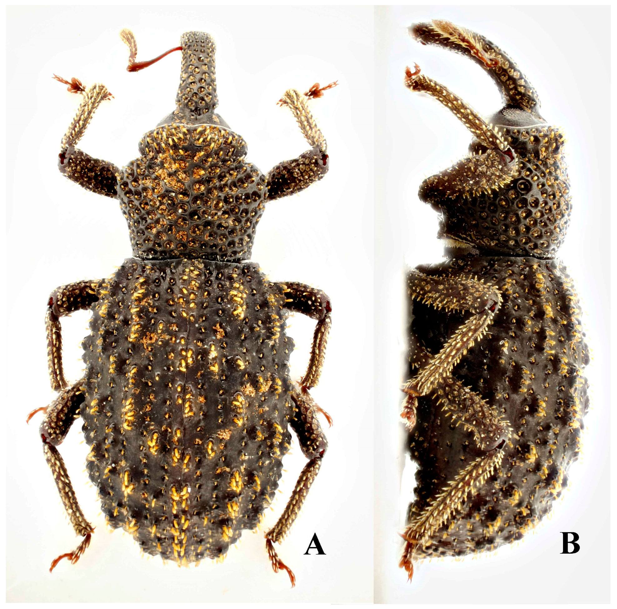 Diversity 10 00082 g007