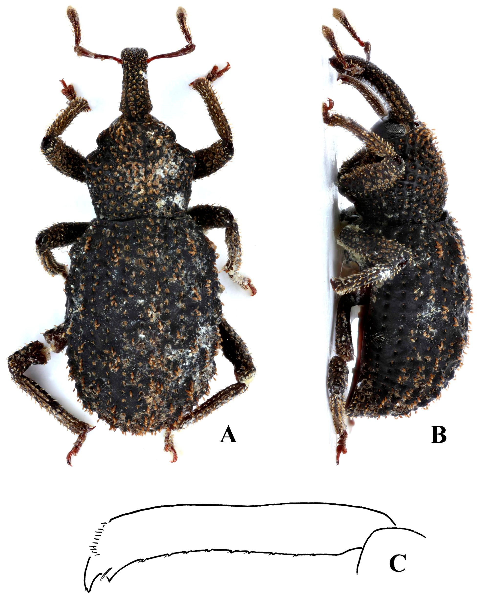 Diversity 10 00082 g009