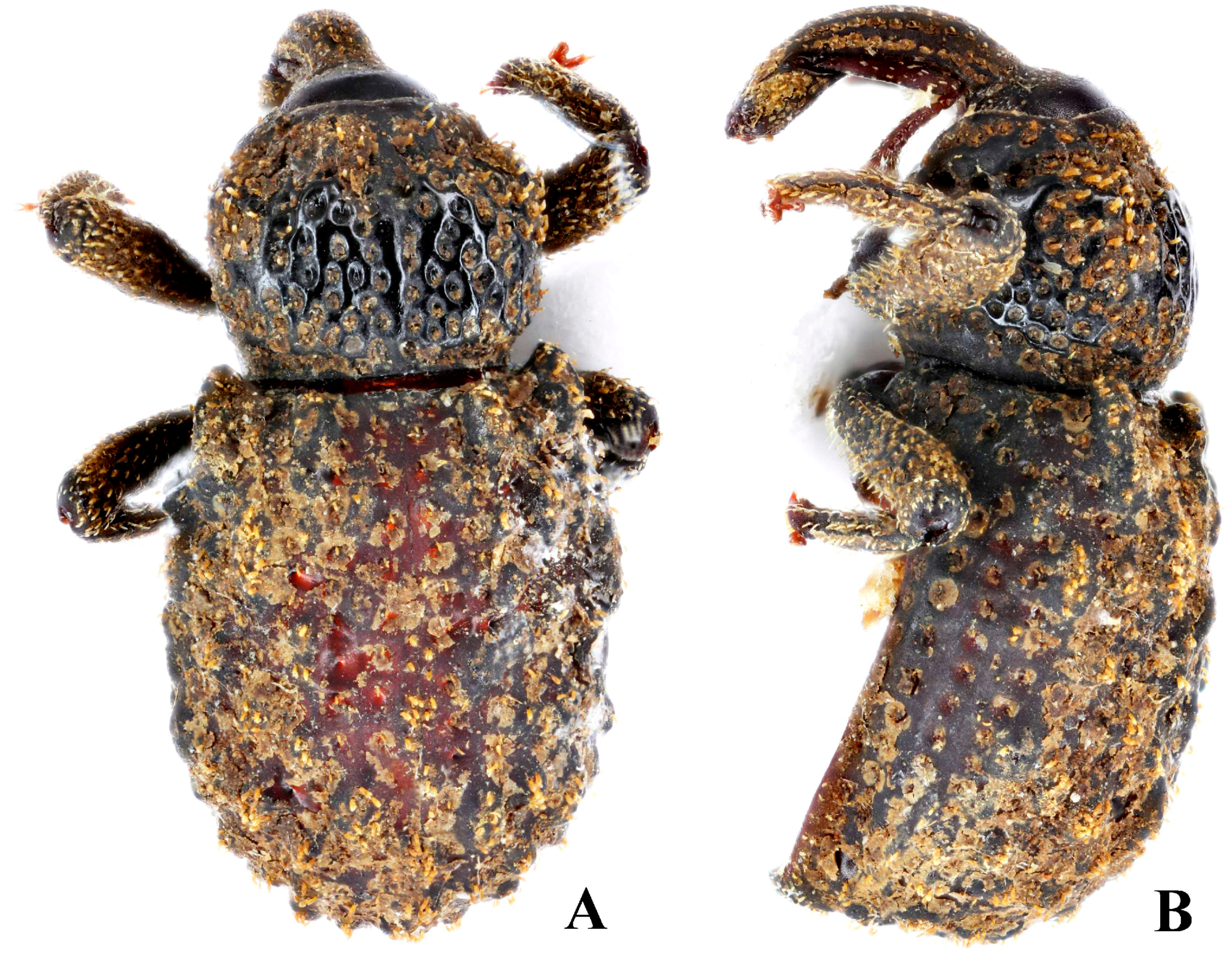 Diversity 10 00082 g011