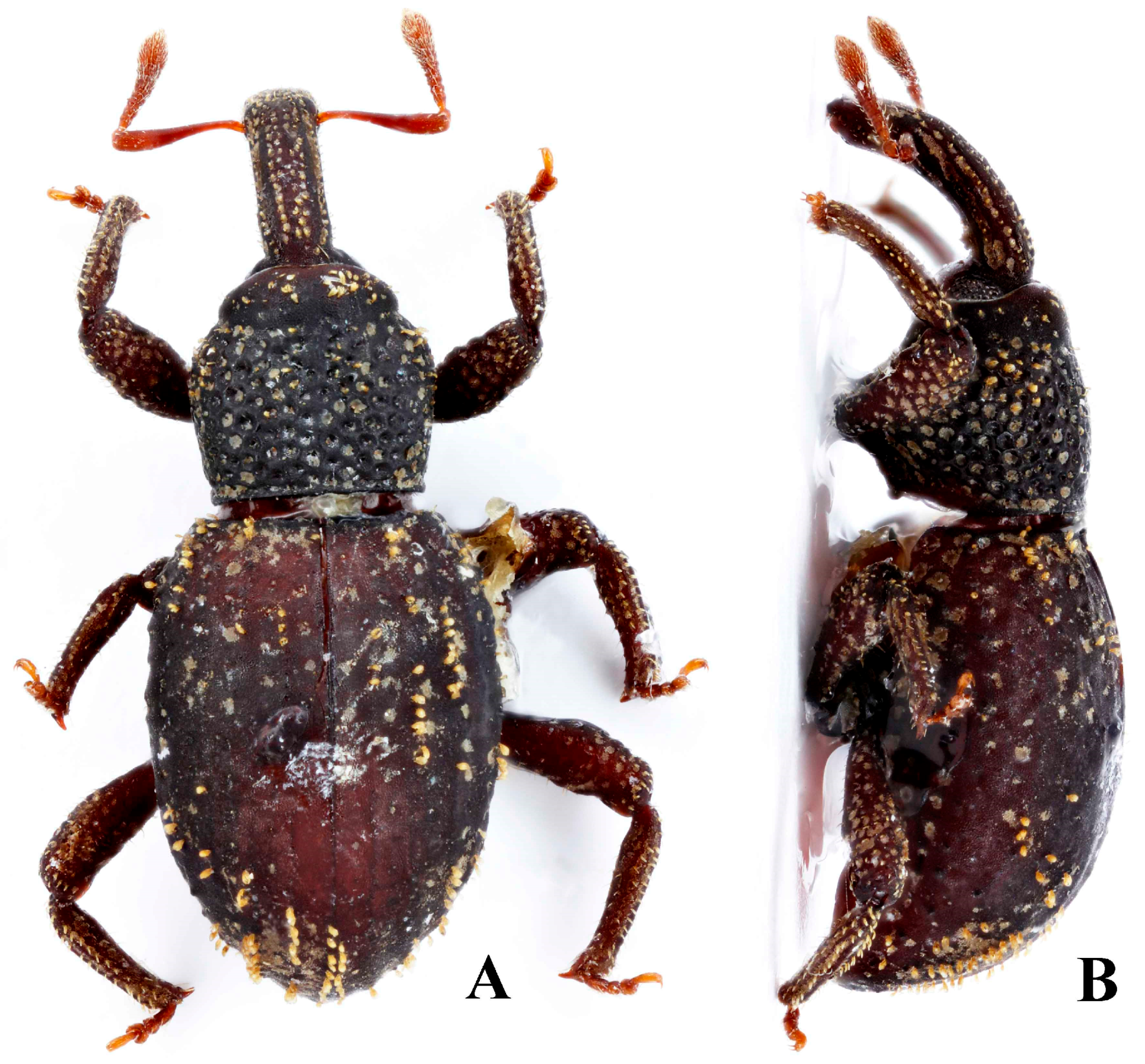 Diversity 10 00082 g014