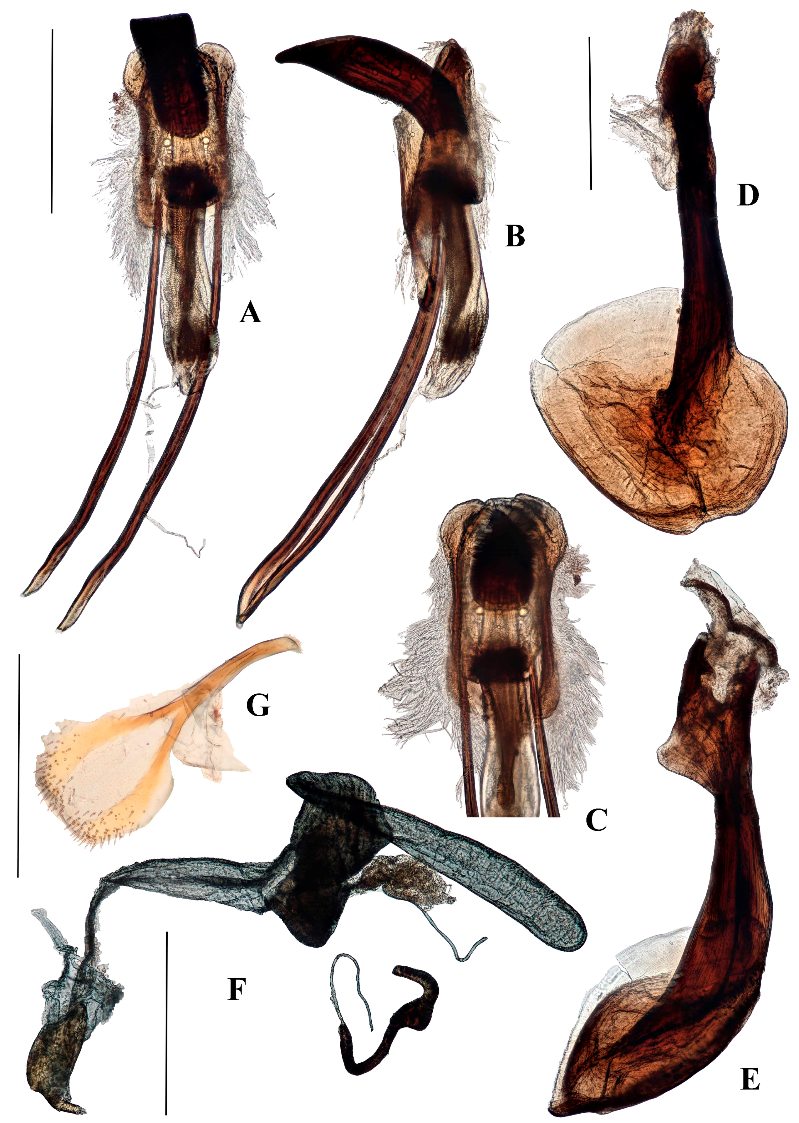 Diversity 10 00082 g015