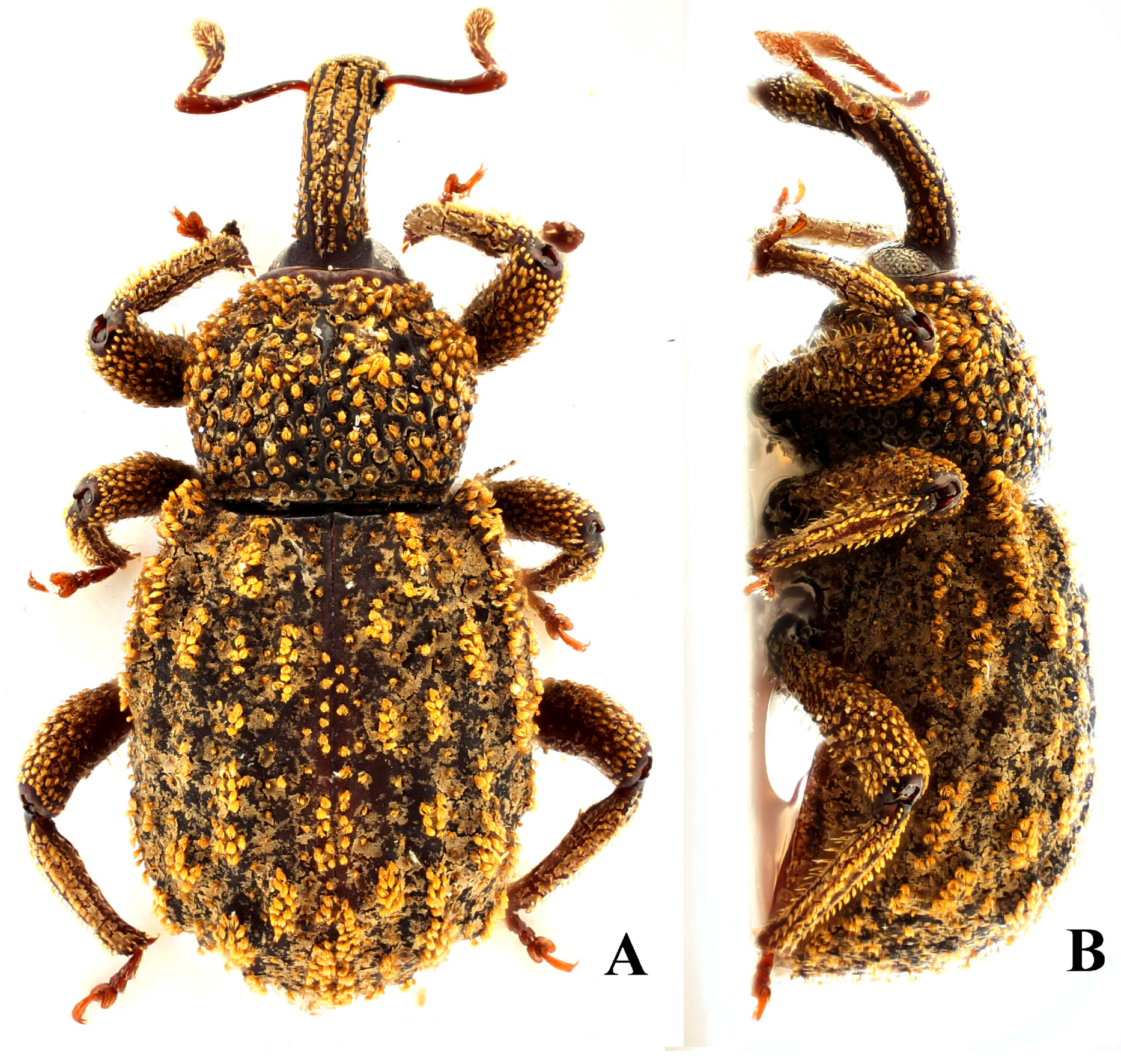 Diversity 10 00082 g016