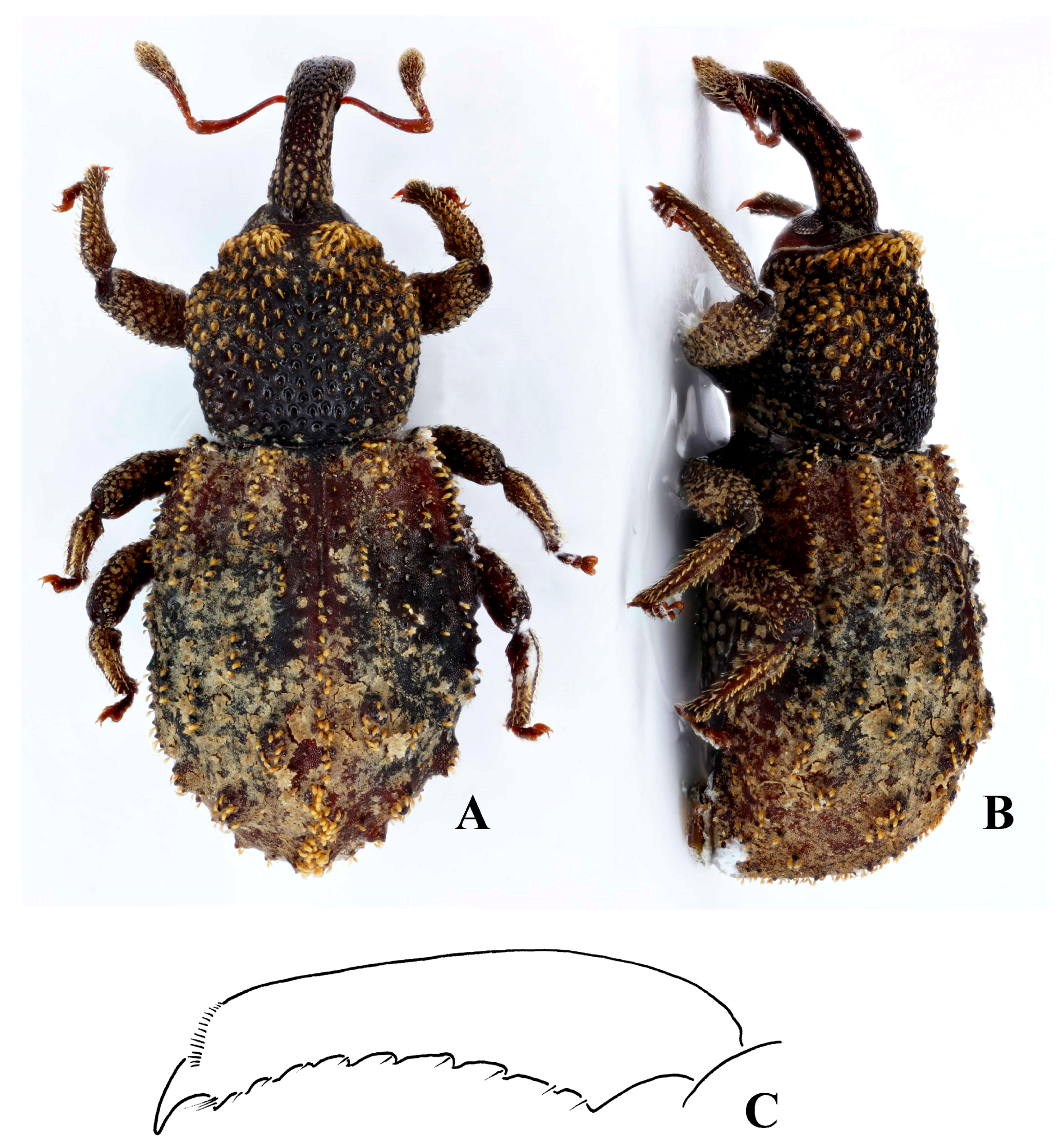 Diversity 10 00082 g018
