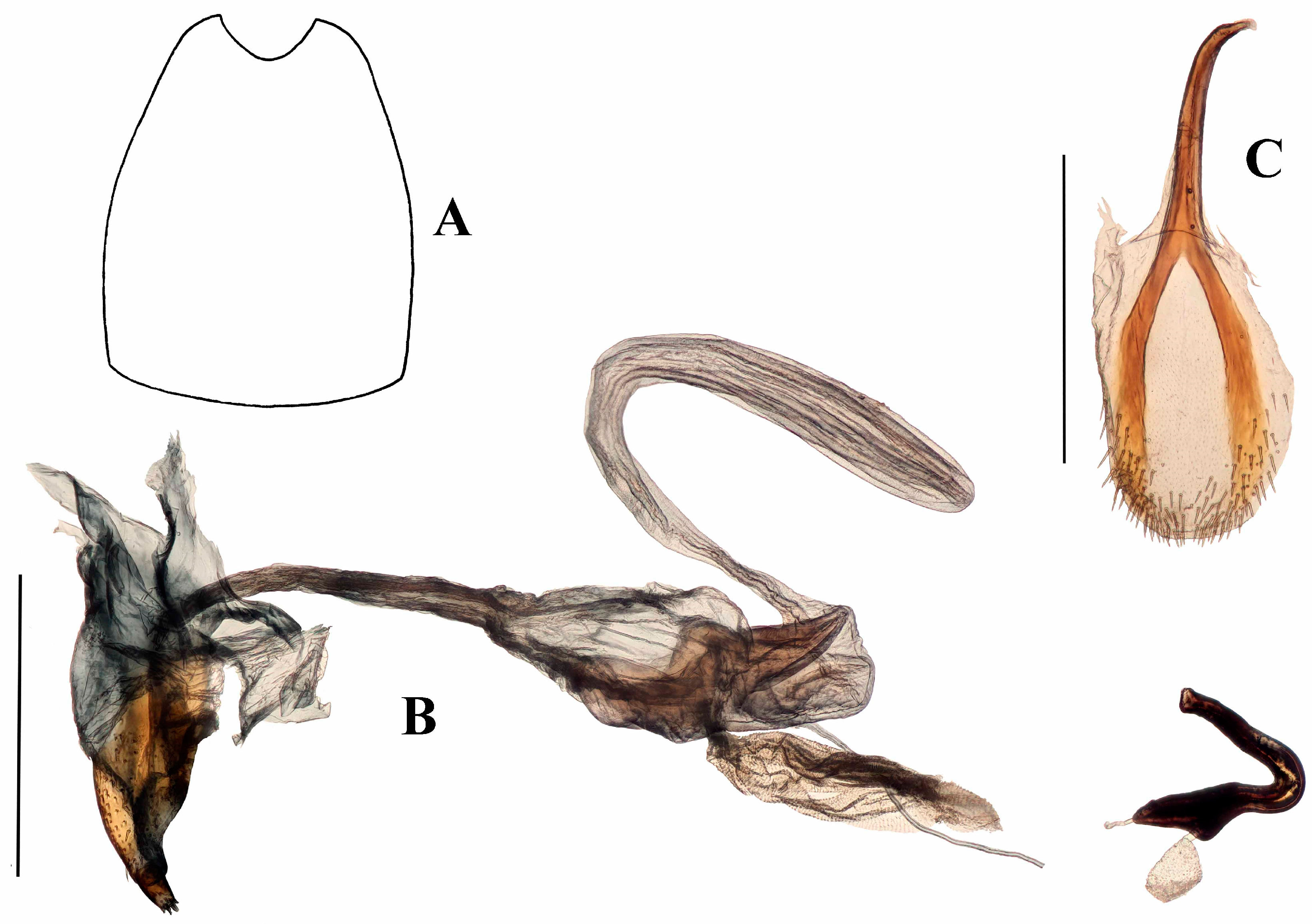 Diversity 10 00082 g019
