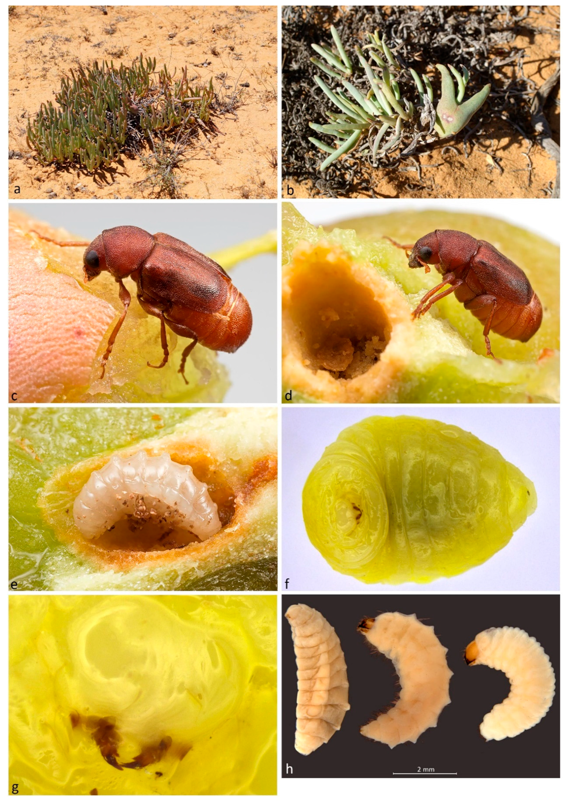 Diversity 10 00092 g004