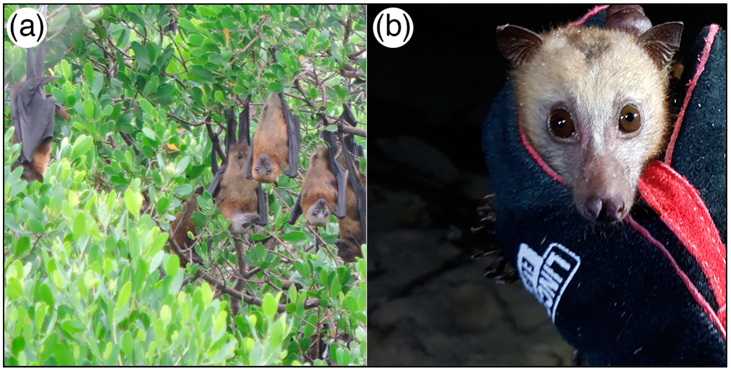 Diversity 10 00102 g002