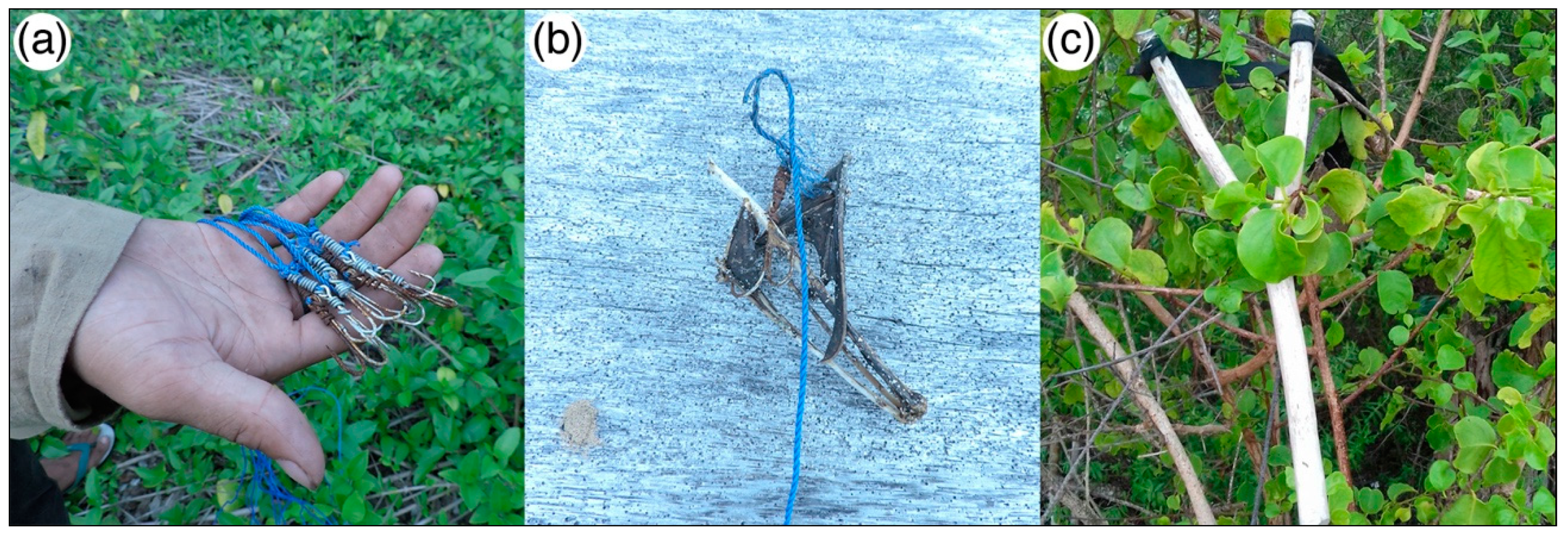 Diversity 10 00102 g003