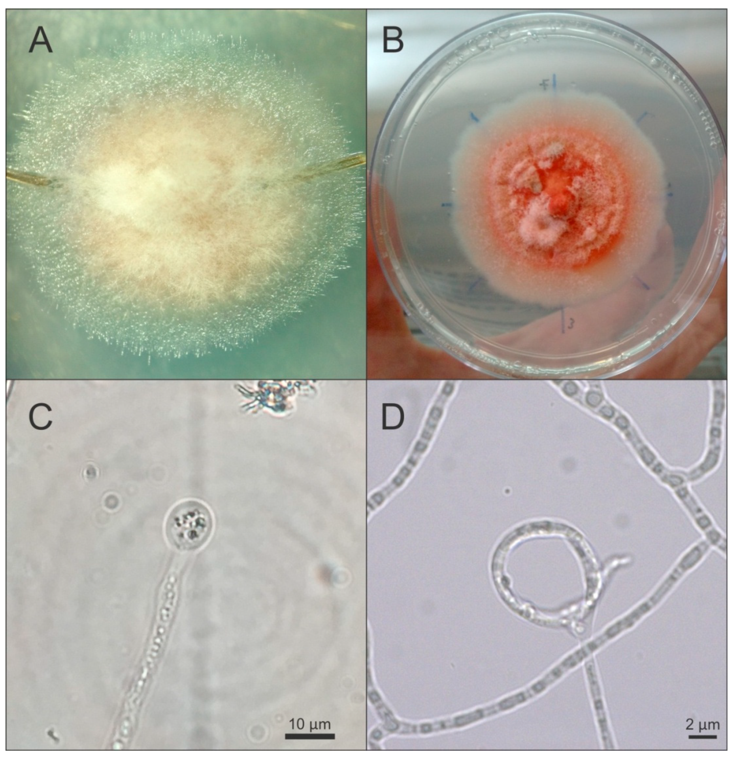 Diversity 10 00107 g004 Diversity 10 00107 g004