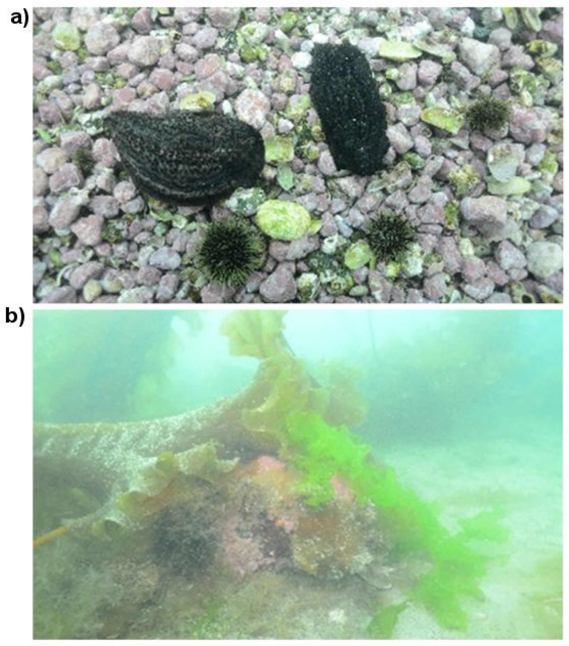 Diversity 10 00117 g002 Diversity 10 00117 g002