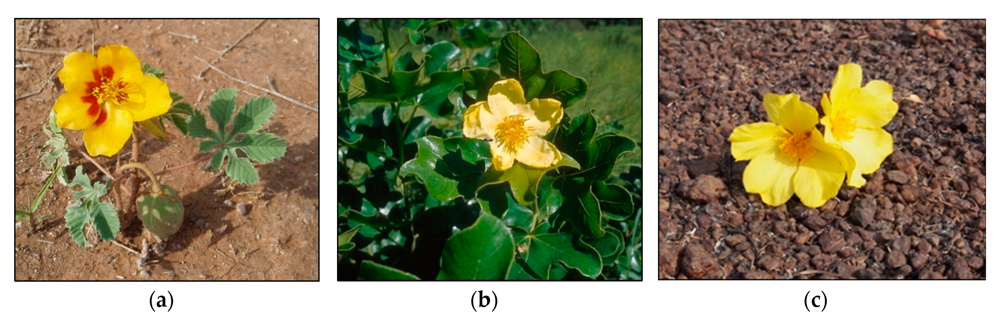 Diversity 10 00123 g002