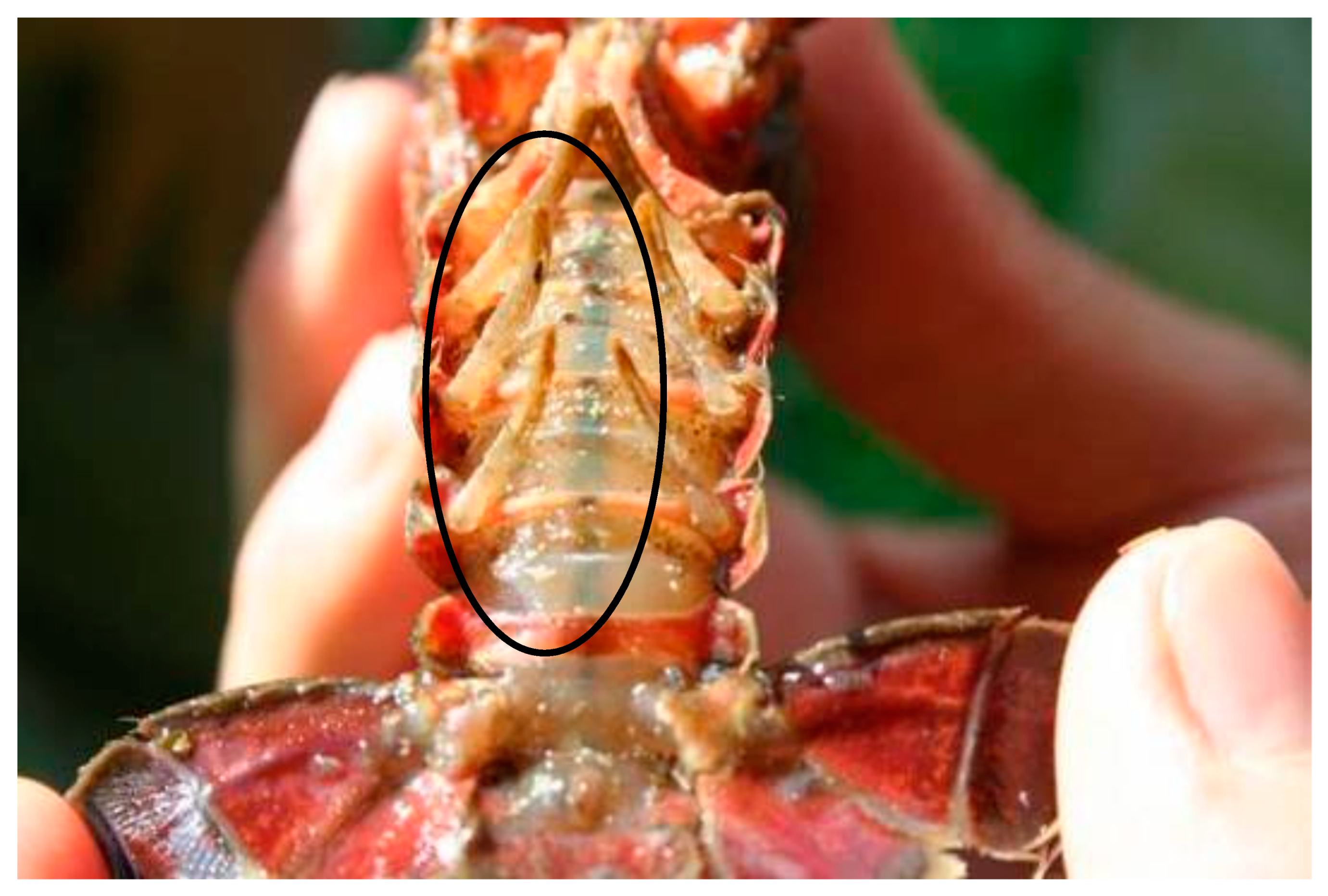 Diversity 10 00126 g003 Diversity 10 00126 g003