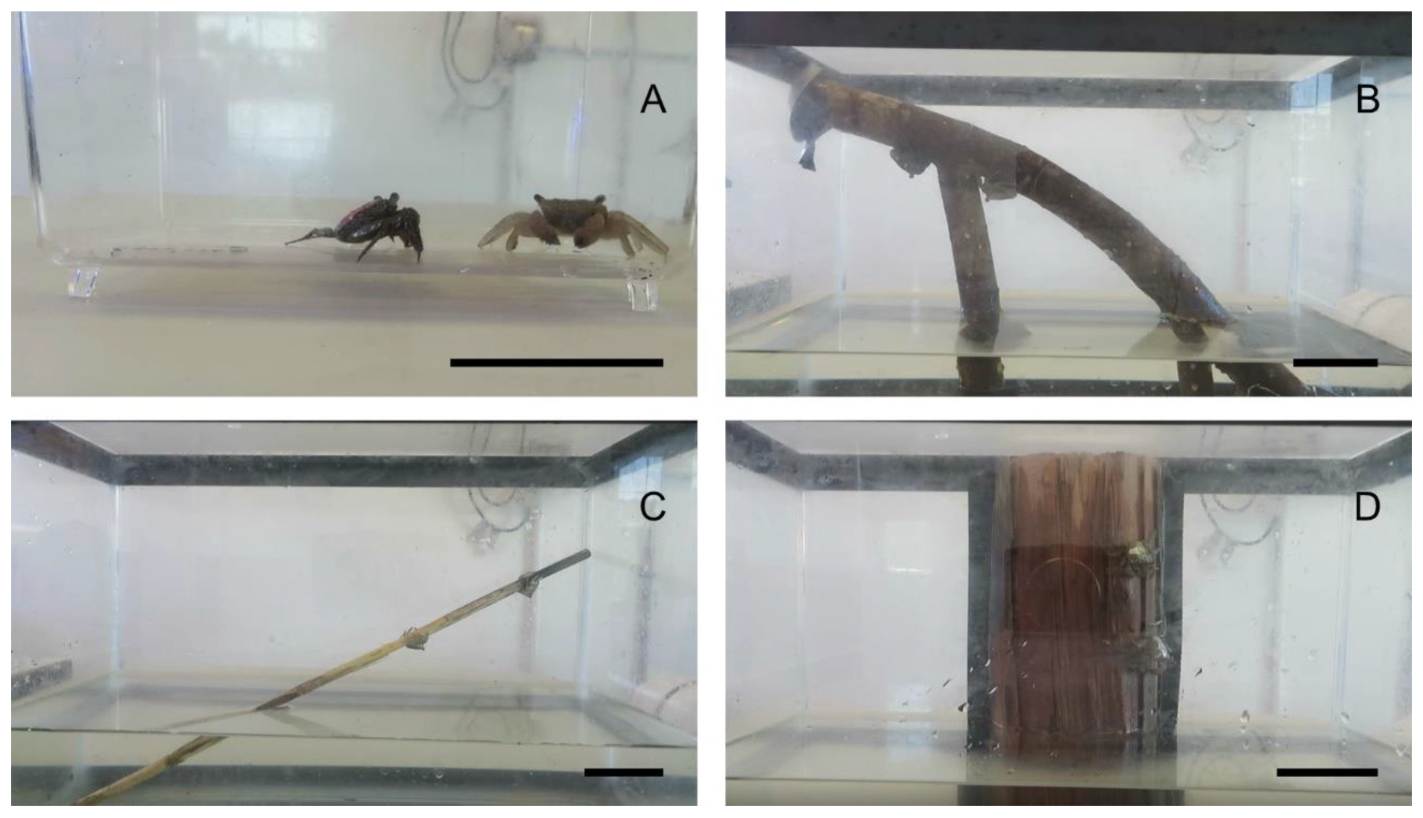 Diversity 11 00006 g001