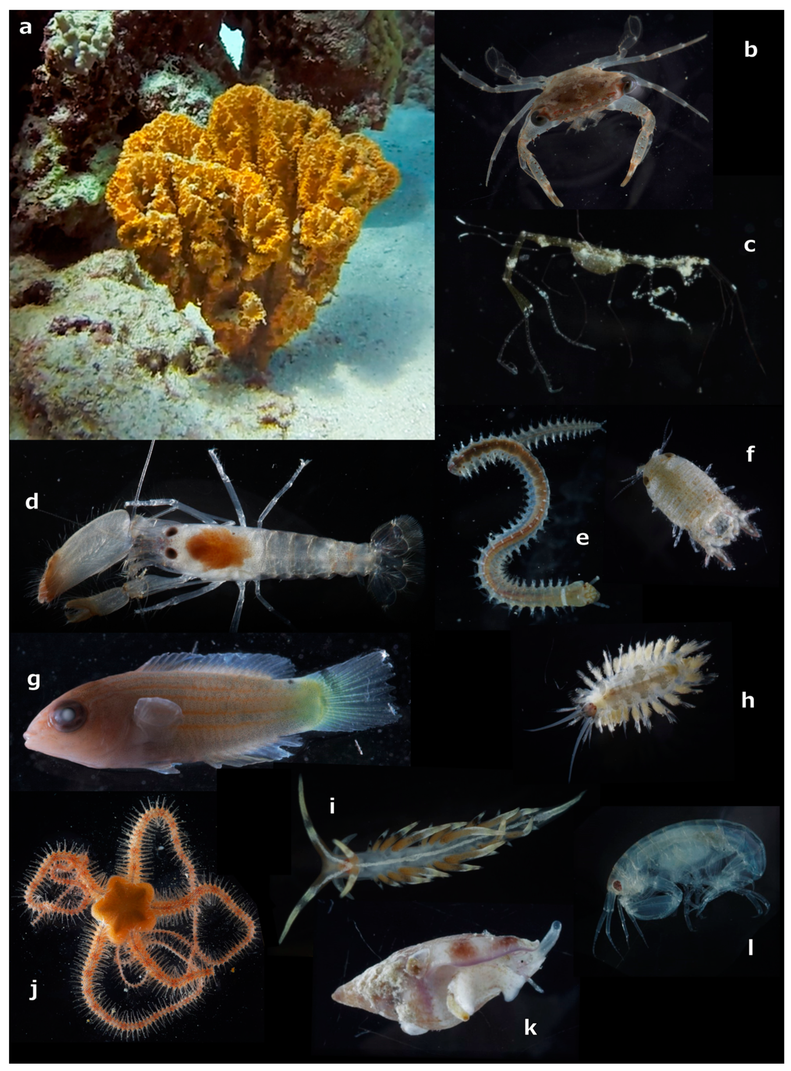 Diversity 11 00018 g003