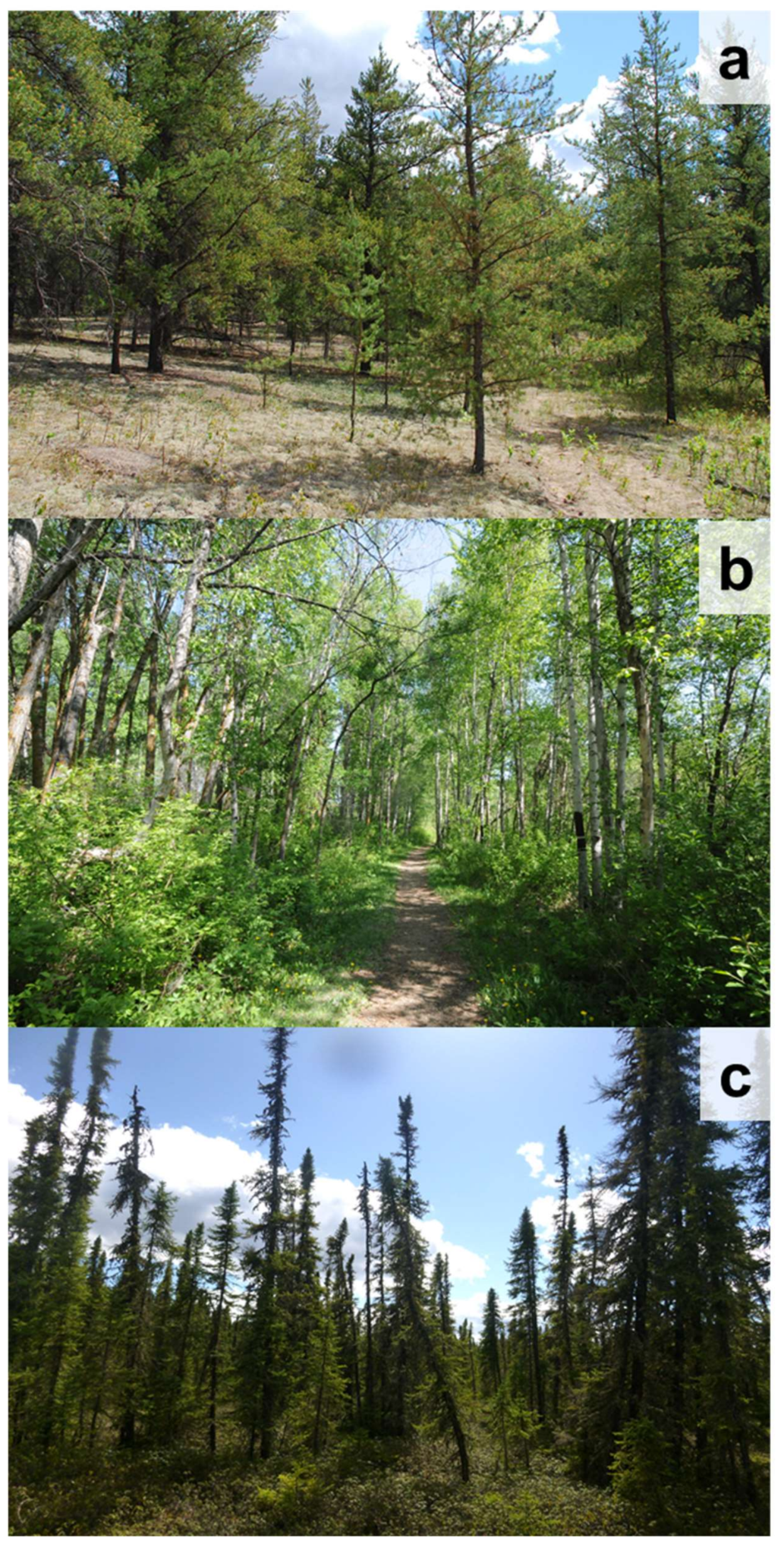 Diversity 11 00022 g001