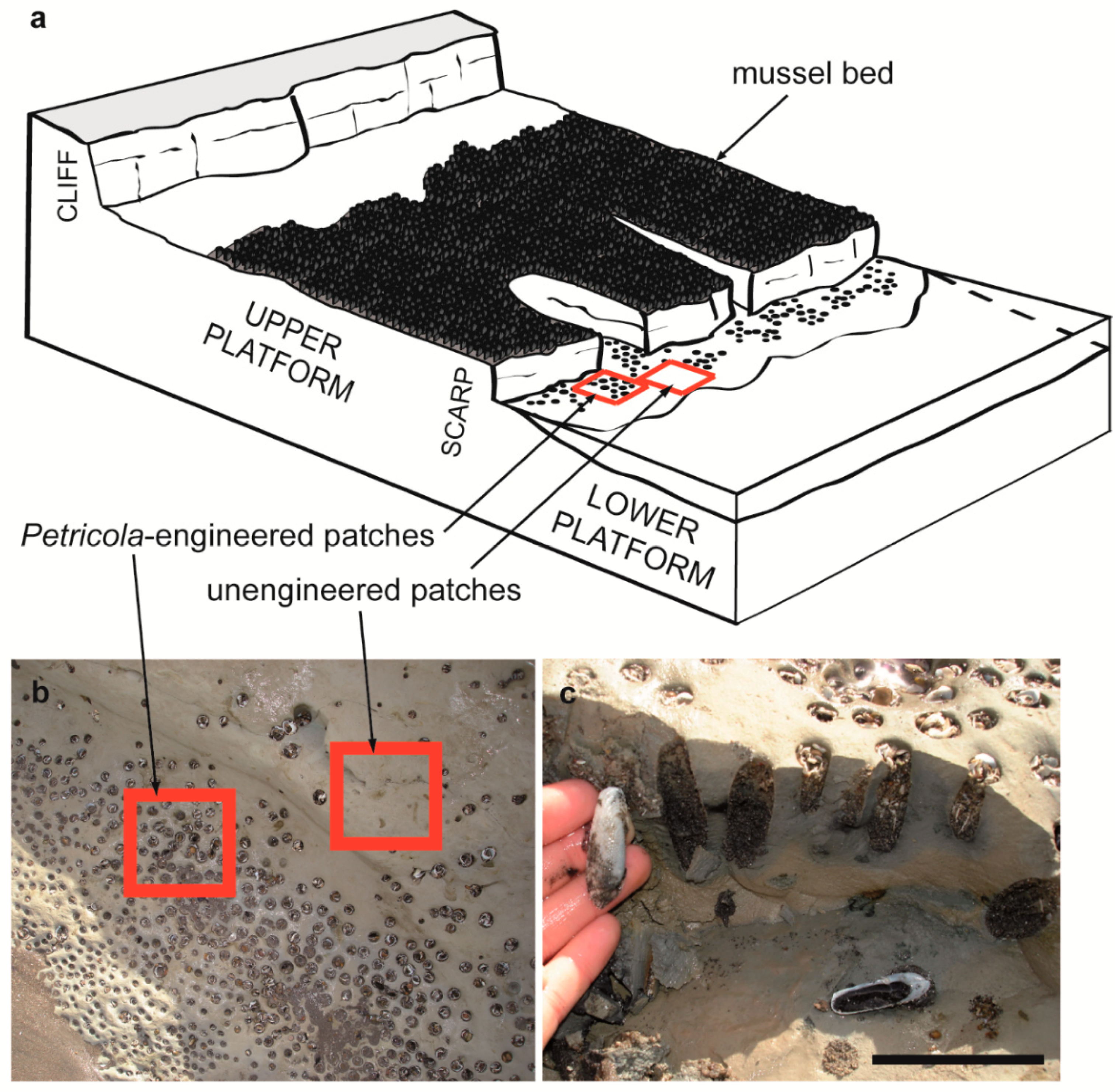 Diversity 11 00039 g001