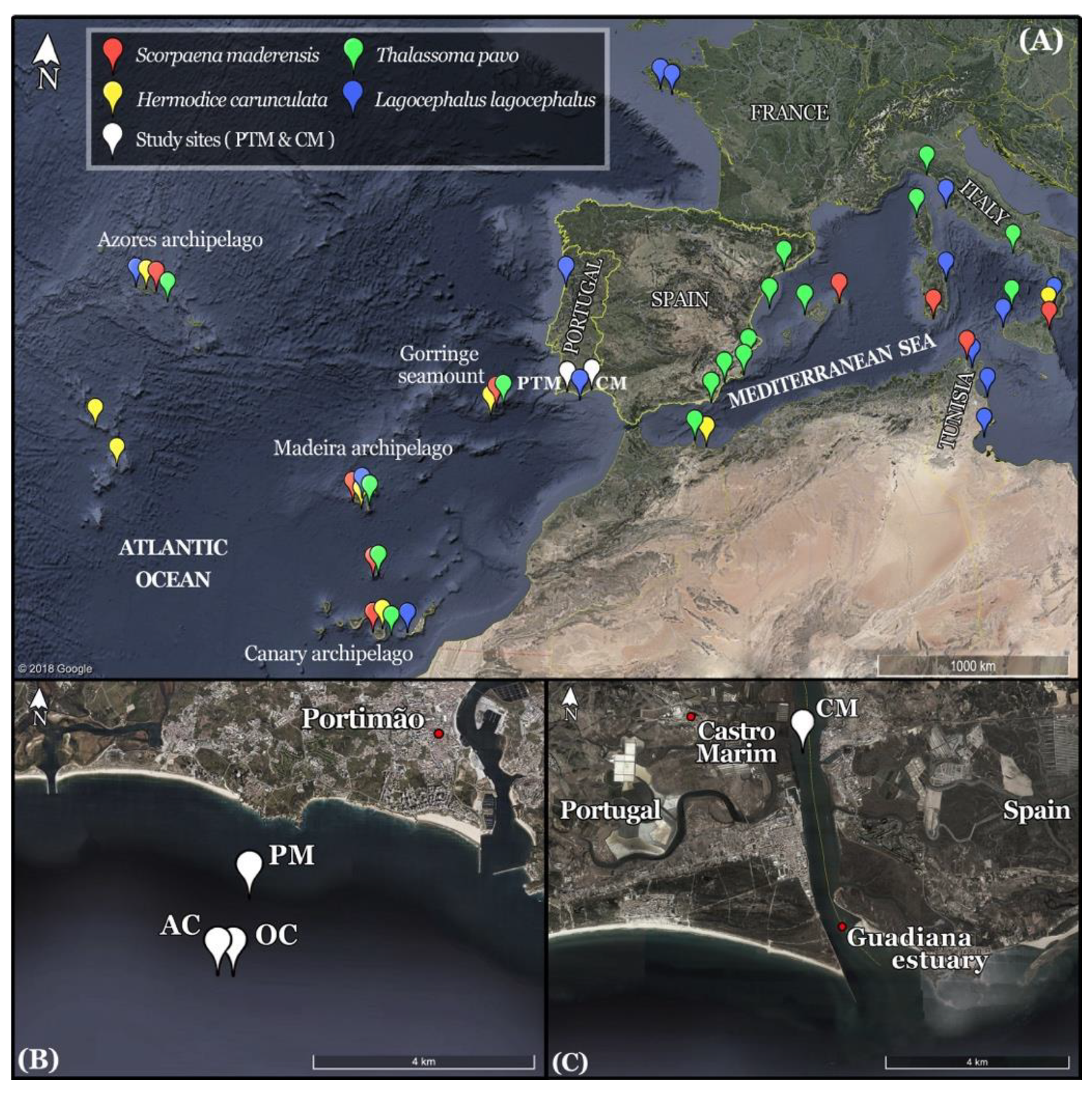 Diversity 11 00048 g001