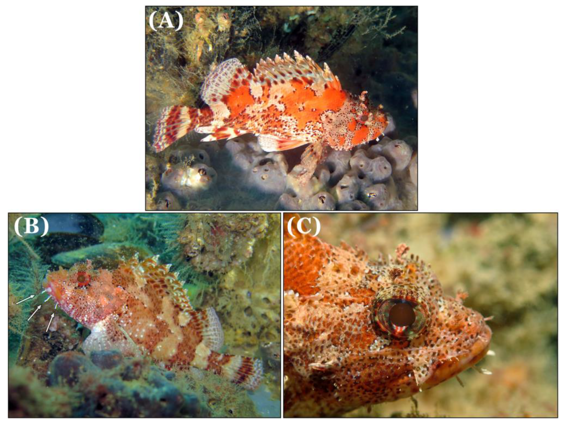 Diversity 11 00048 g002