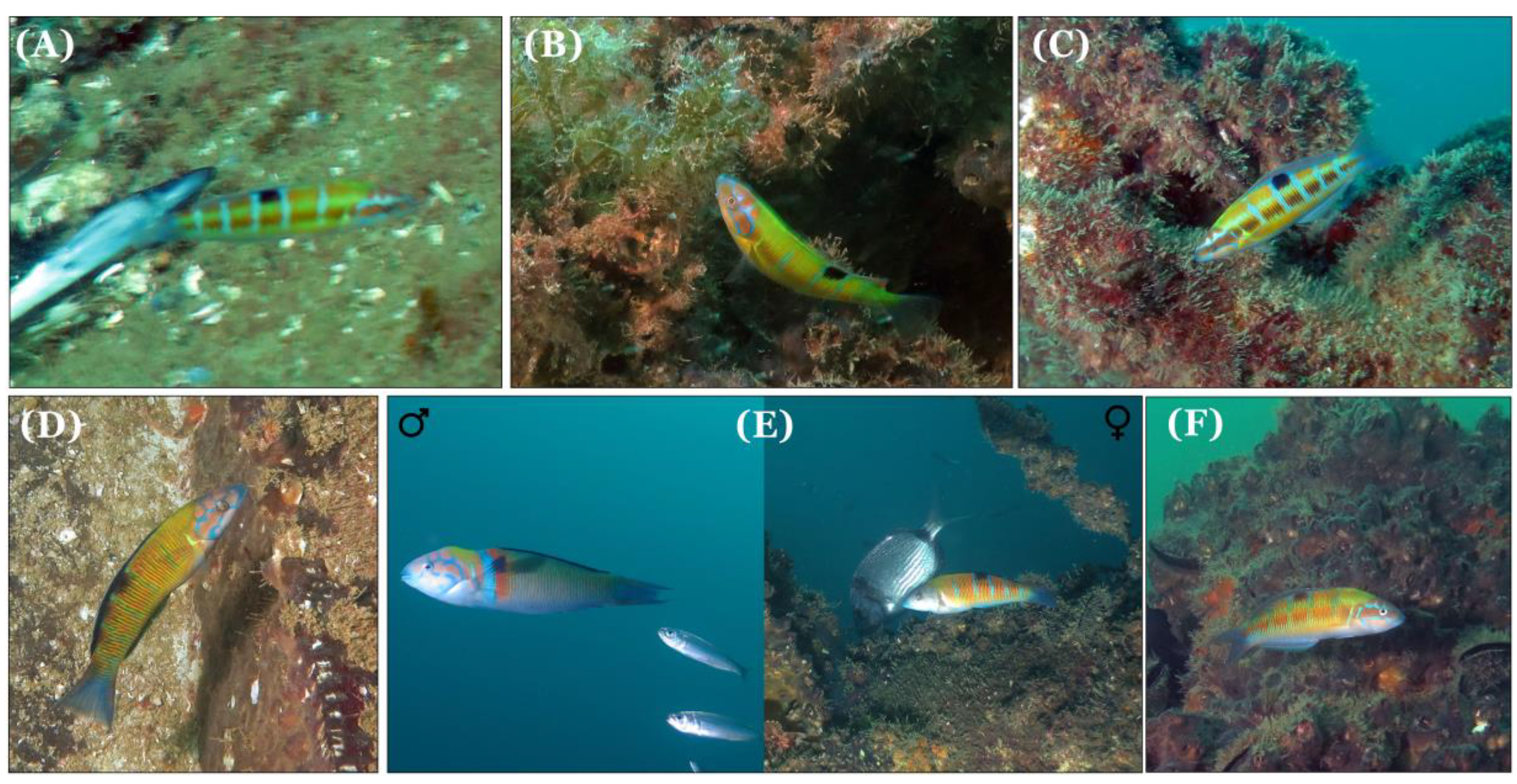 Diversity 11 00048 g003