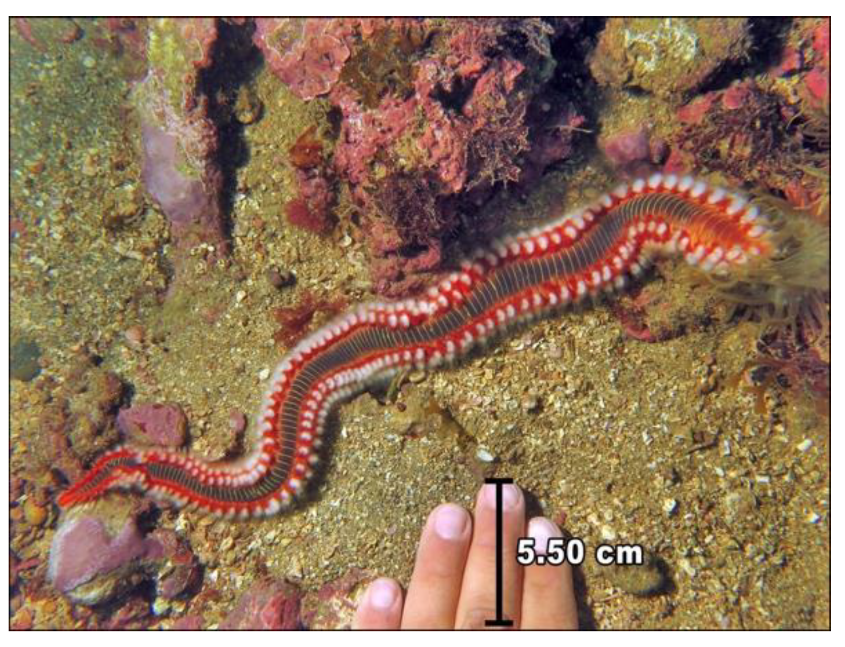 Diversity 11 00048 g004