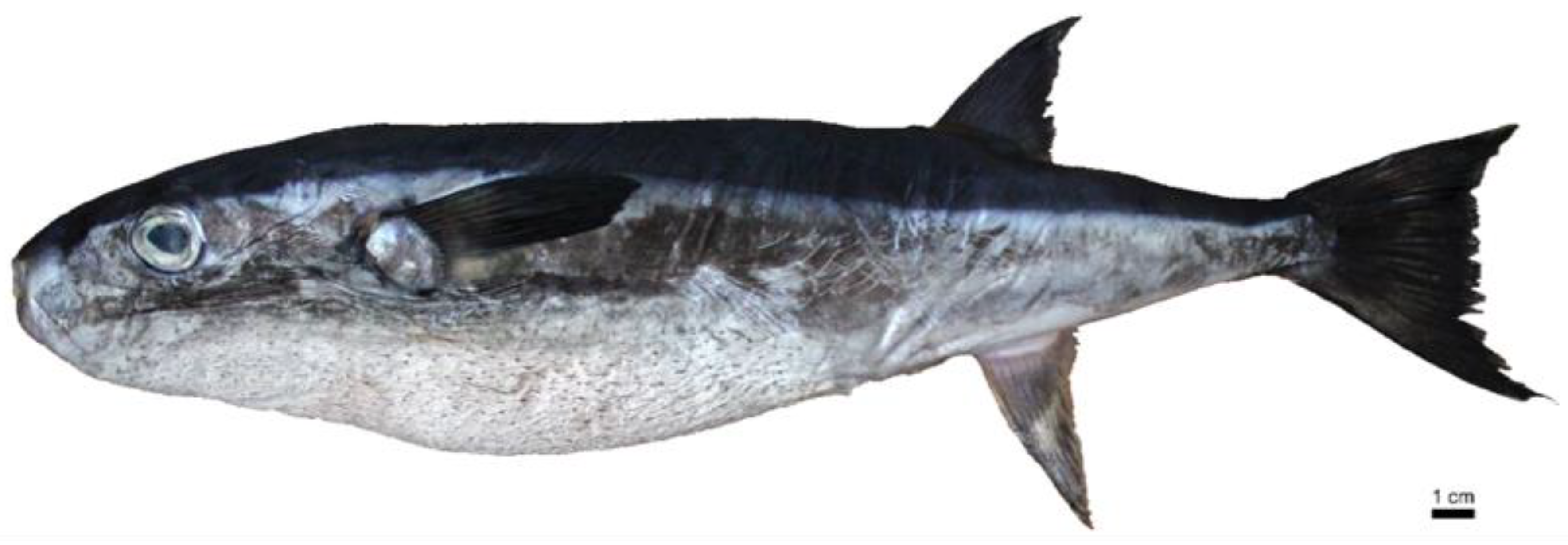 Diversity 11 00048 g005