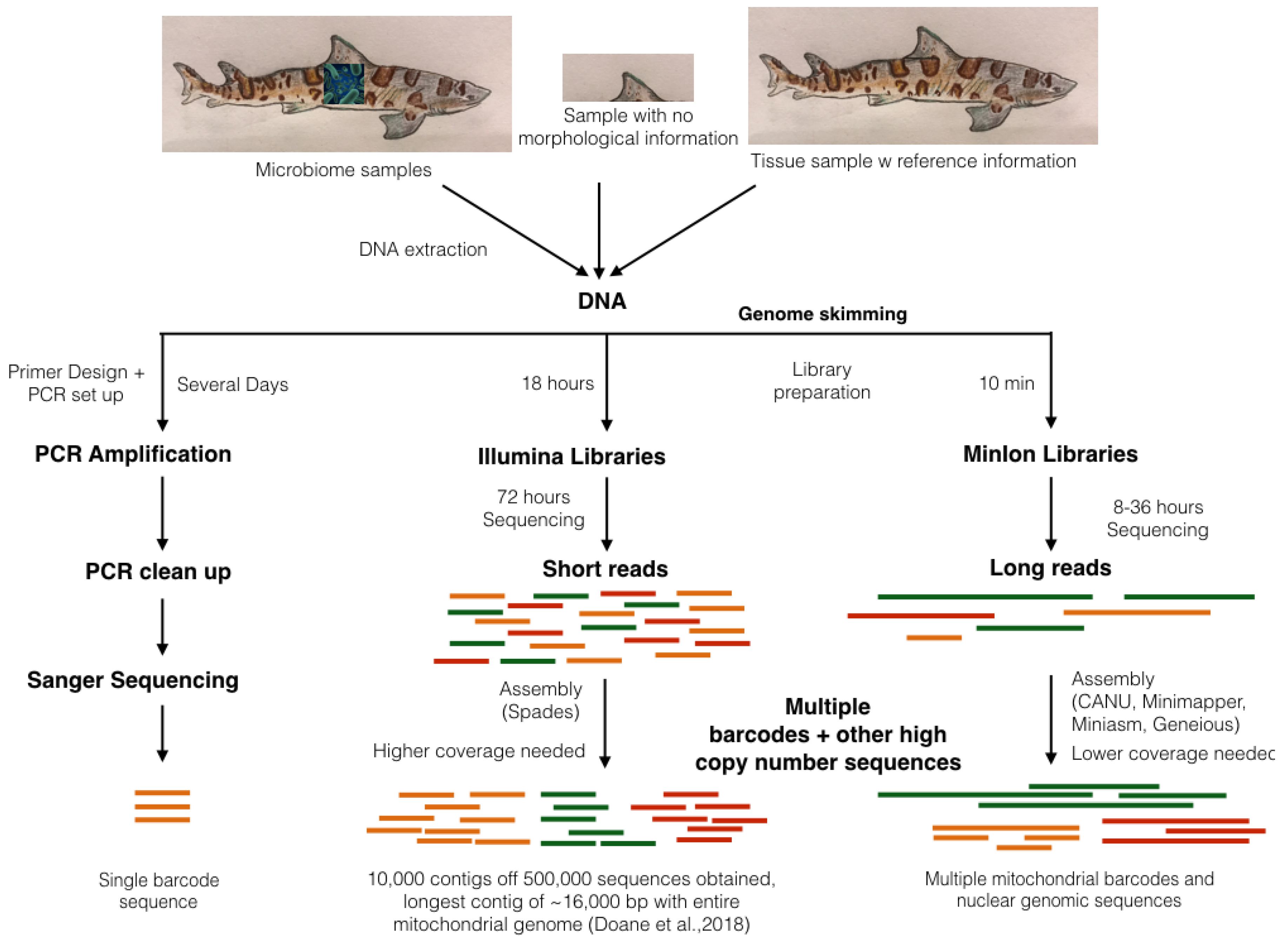 Diversity 11 00049 g001