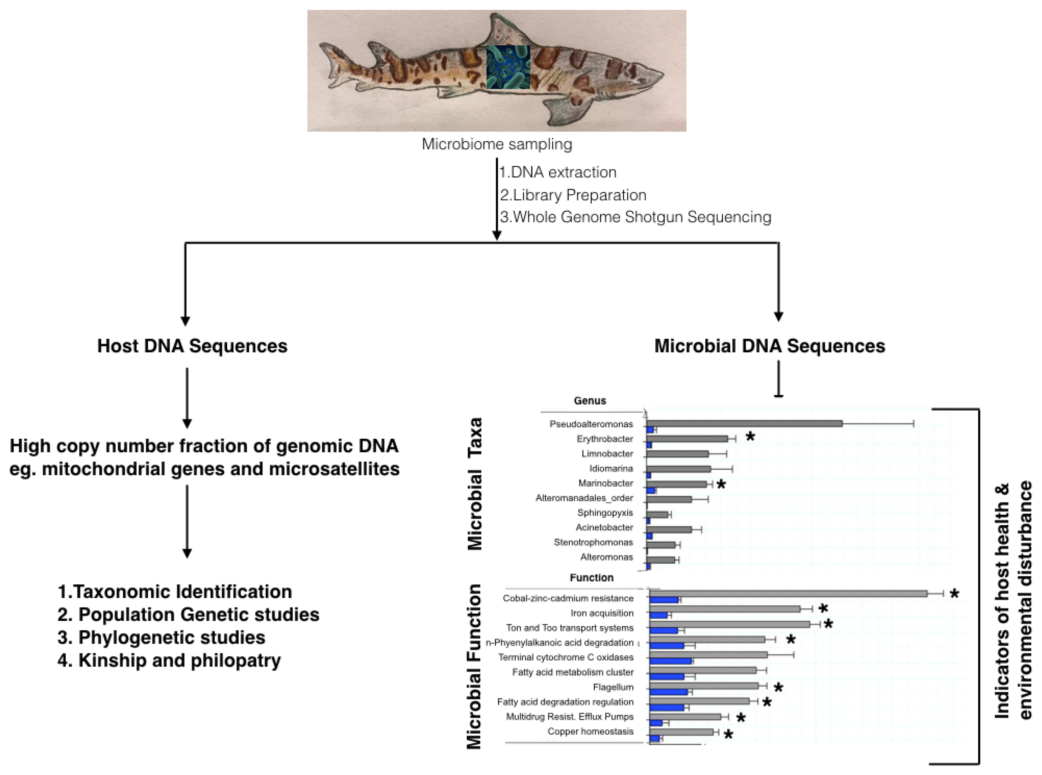 Diversity 11 00049 g002