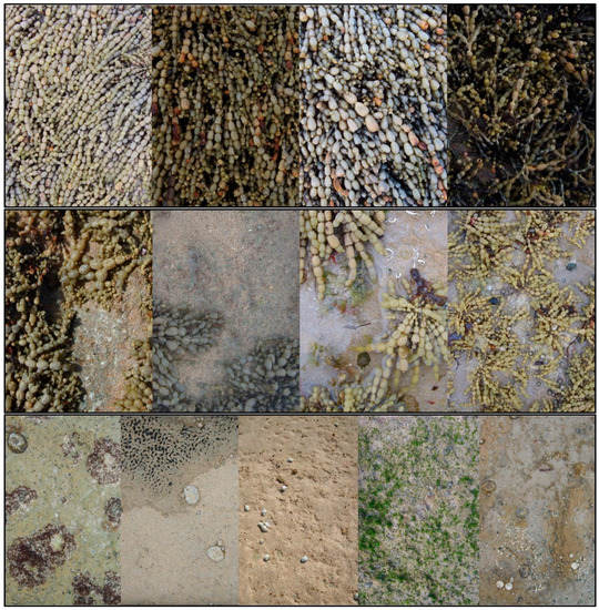 Diversity 11 00079 g0a1