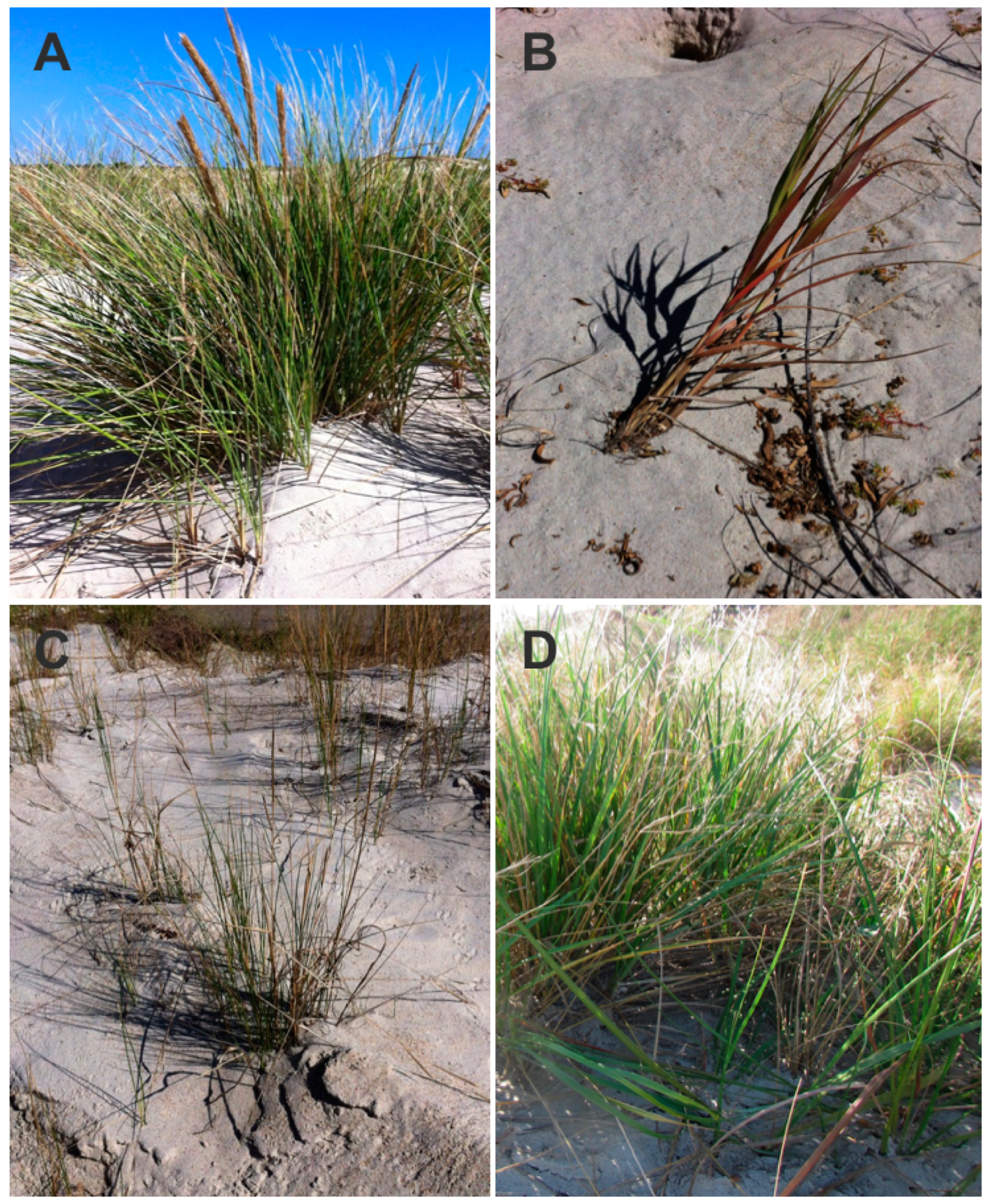 Diversity 11 00082 g001