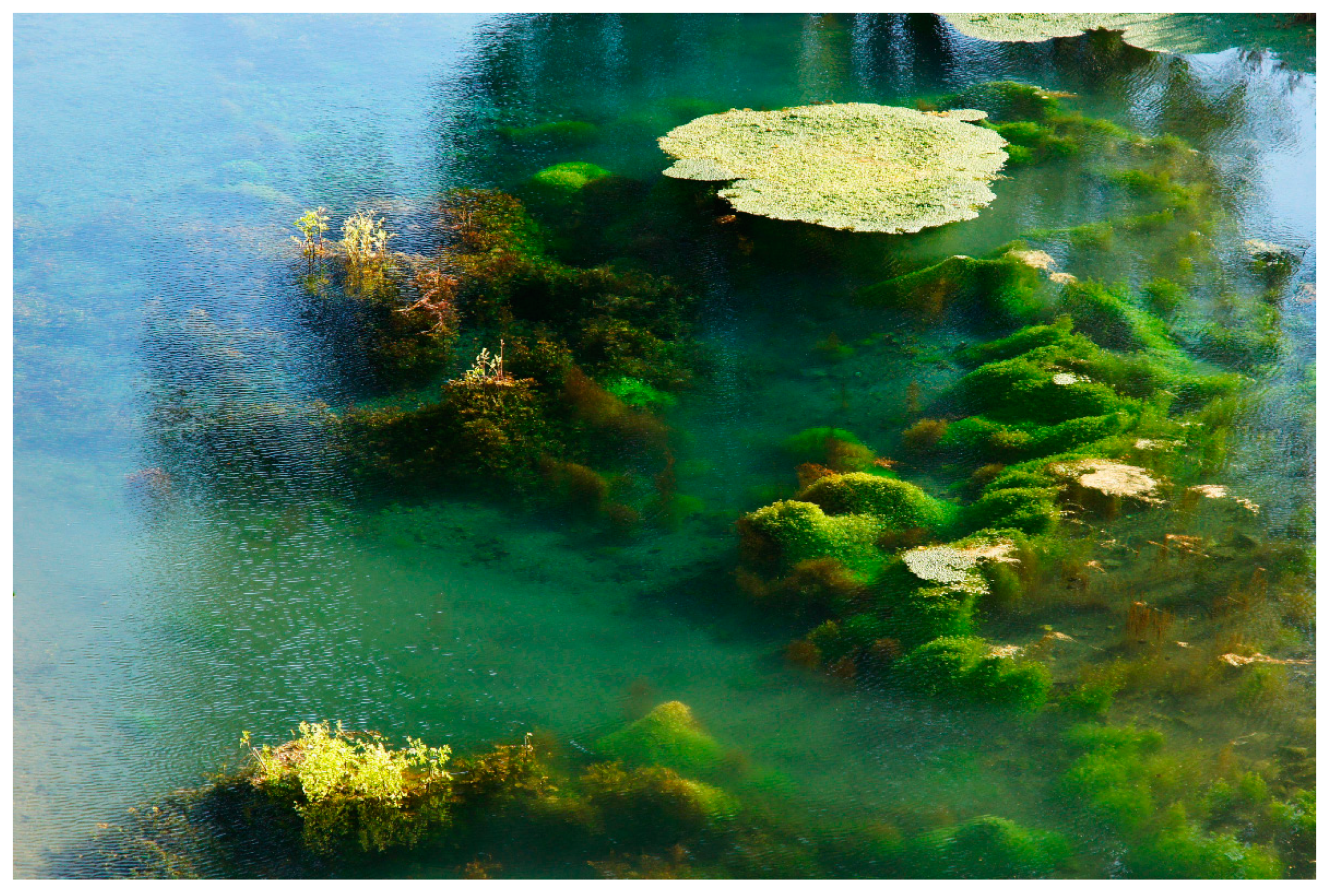 Diversity 11 00096 g002