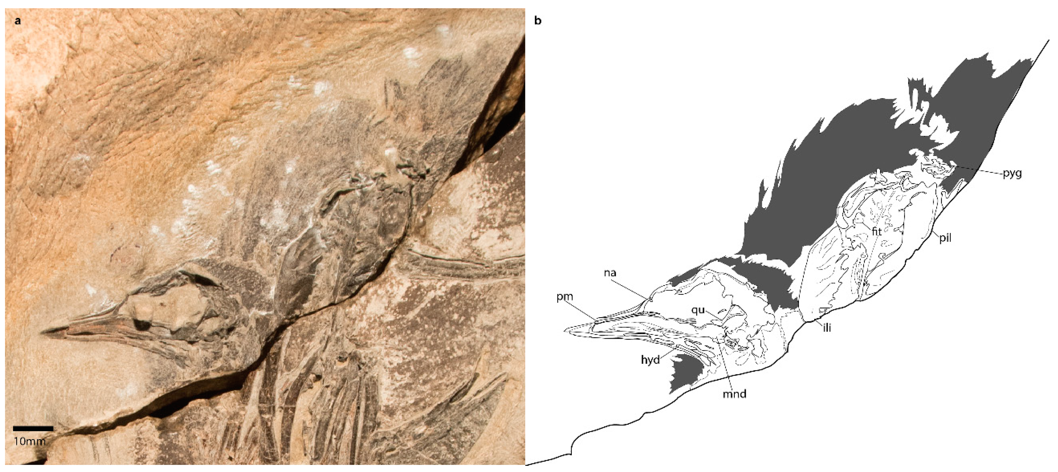 Diversity 11 00102 g001