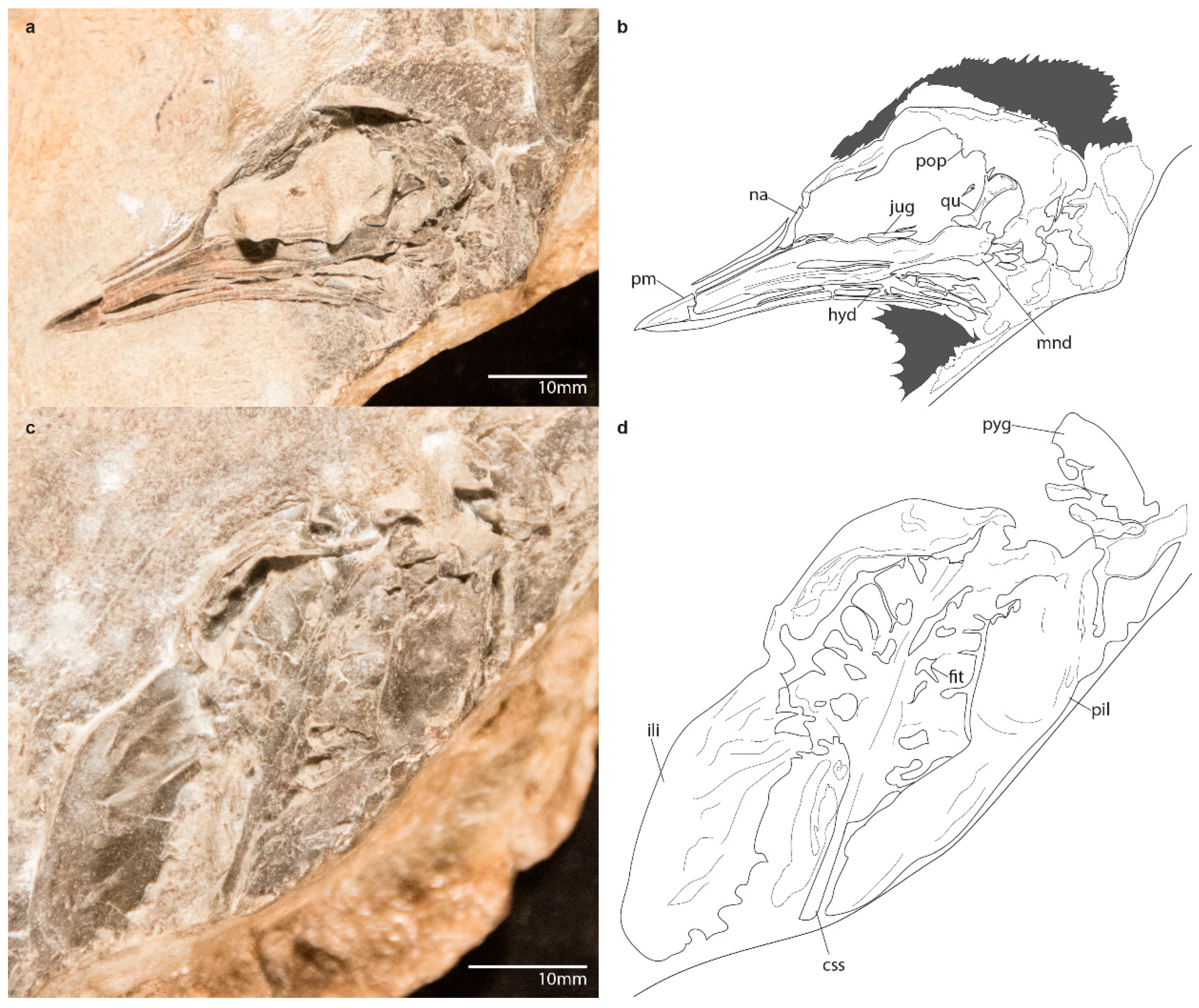 Diversity 11 00102 g002