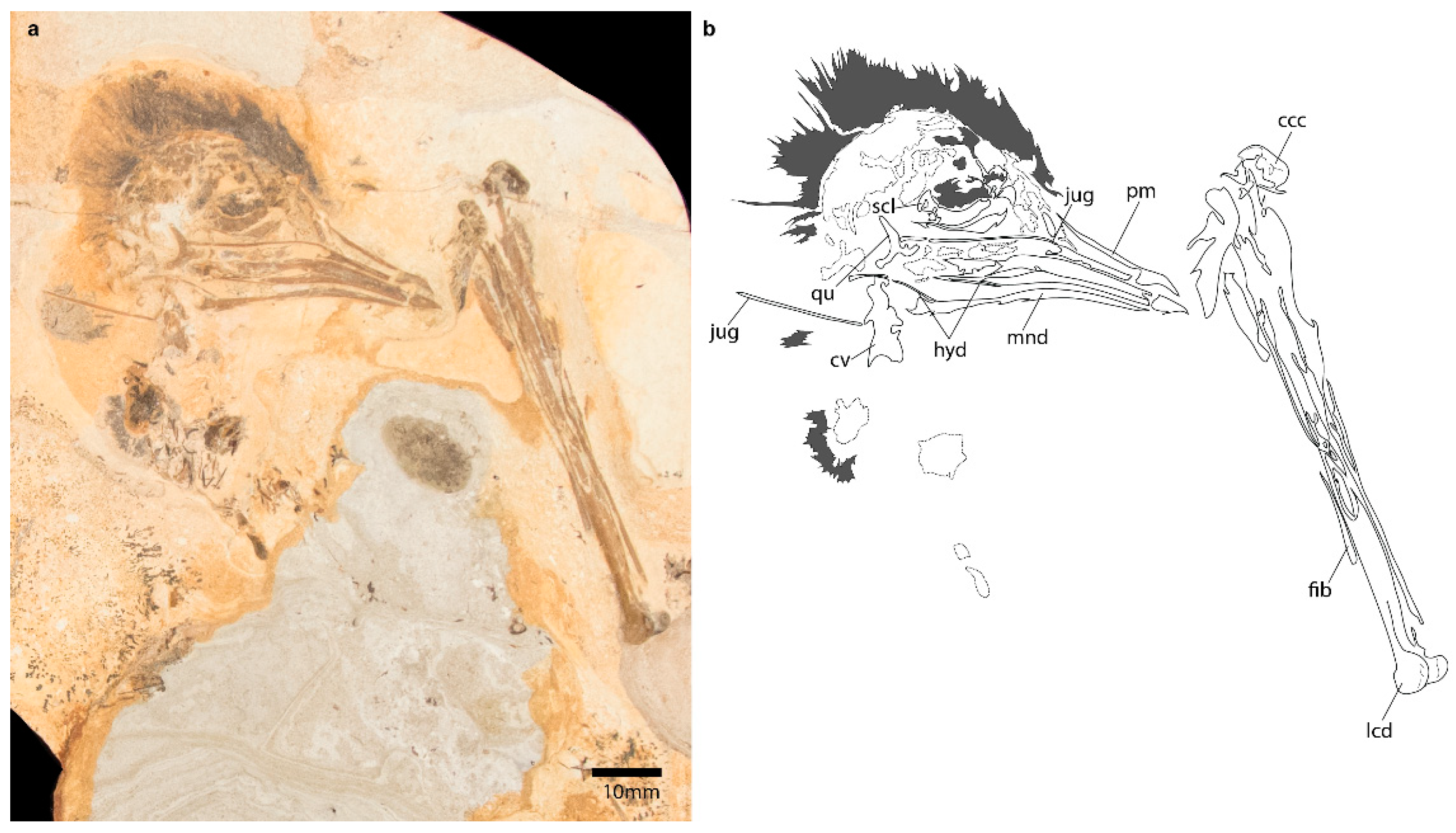Diversity 11 00102 g003