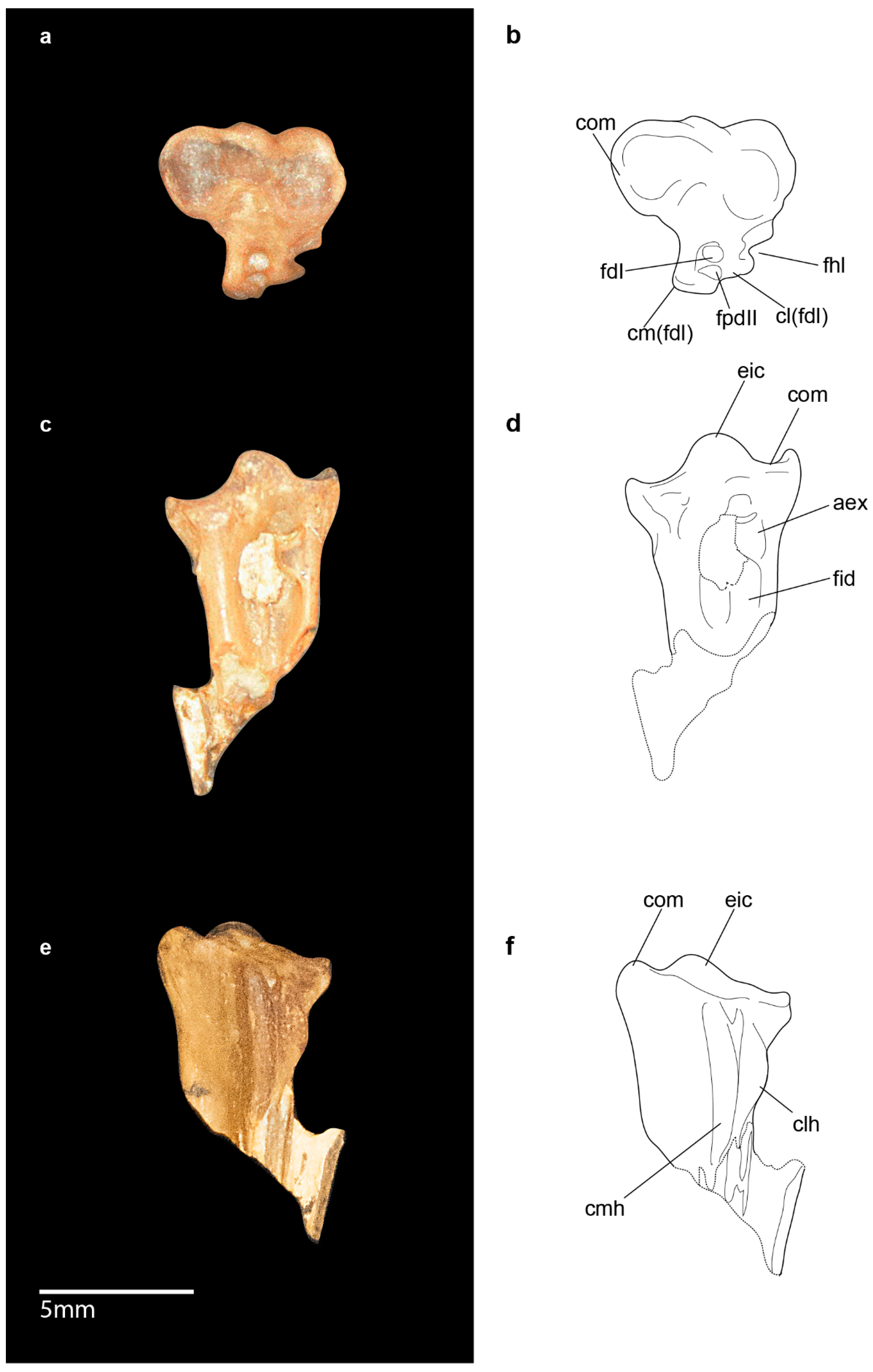 Diversity 11 00102 g004