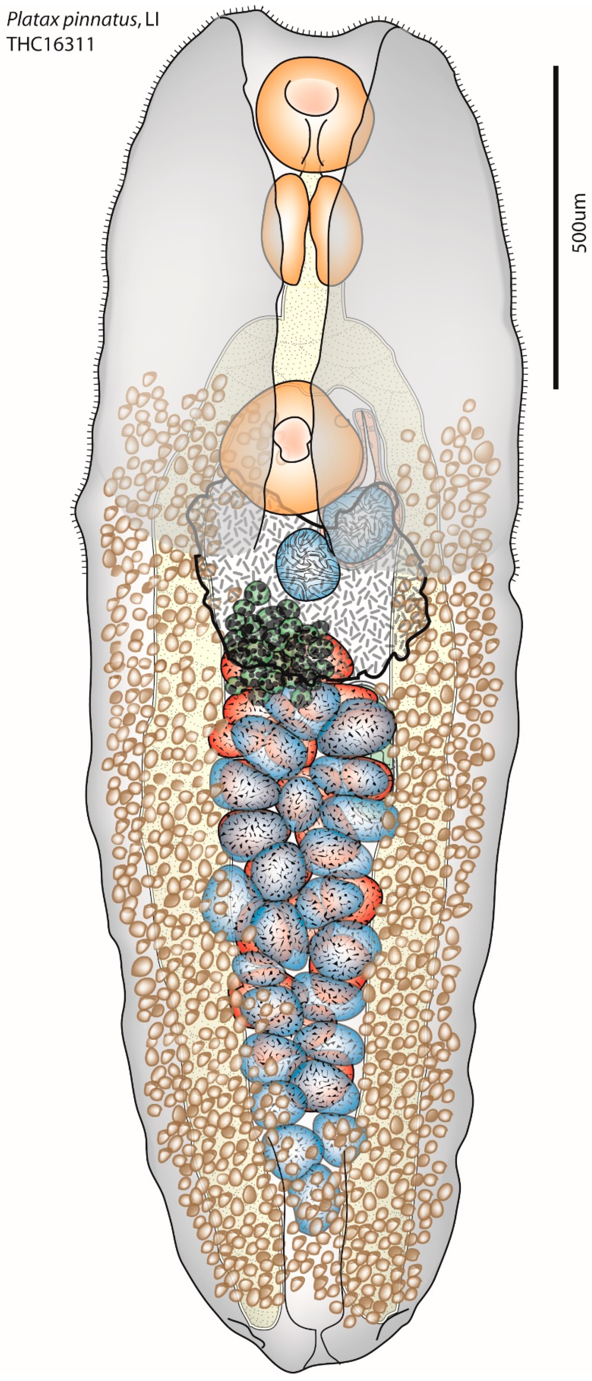 Diversity 11 00104 g001