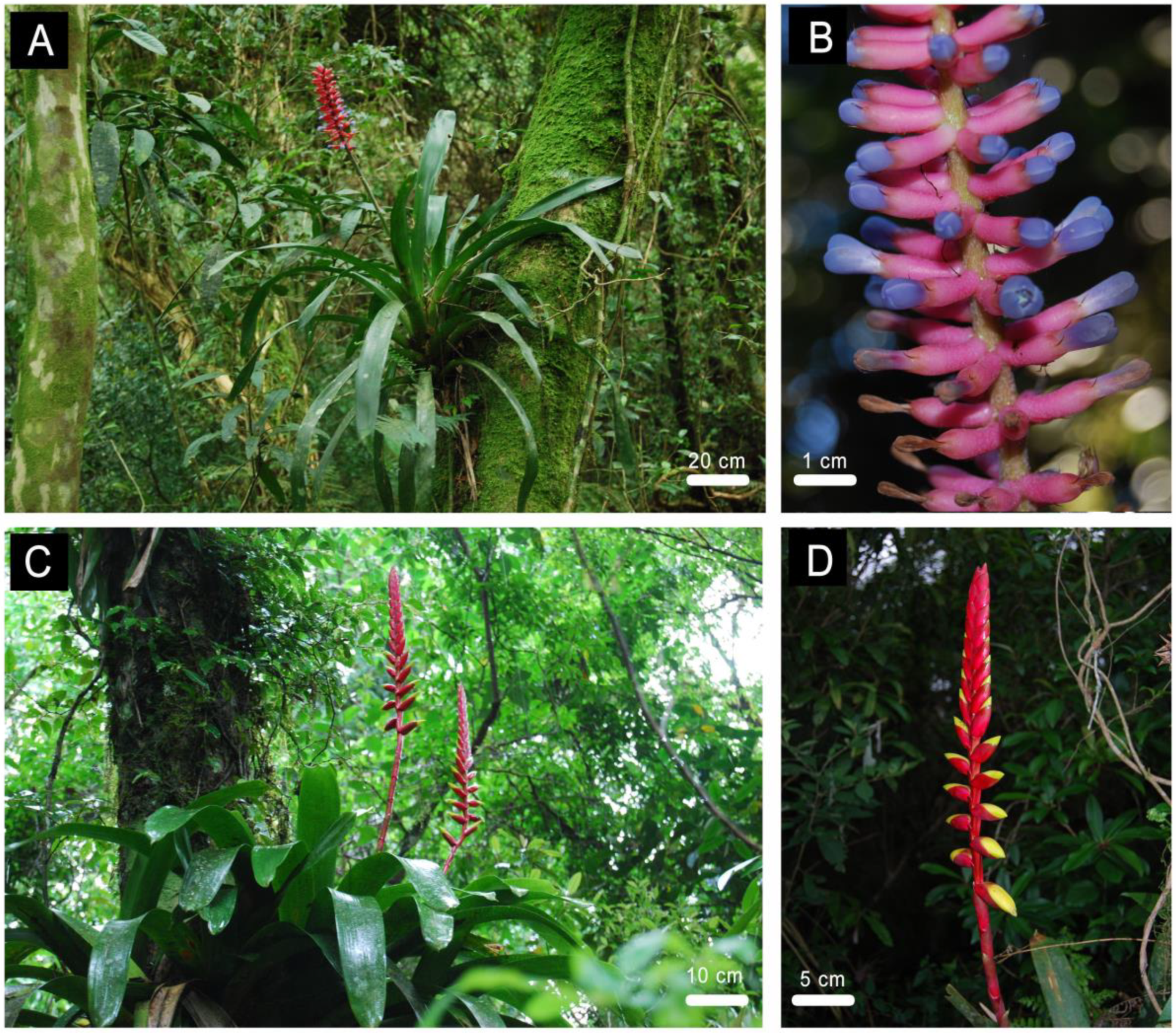 Diversity 11 00111 g002