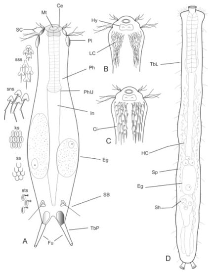 Diversity 11 00117 g001