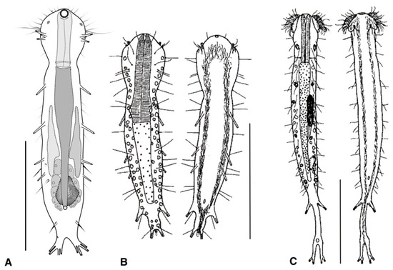 Diversity 11 00117 g003