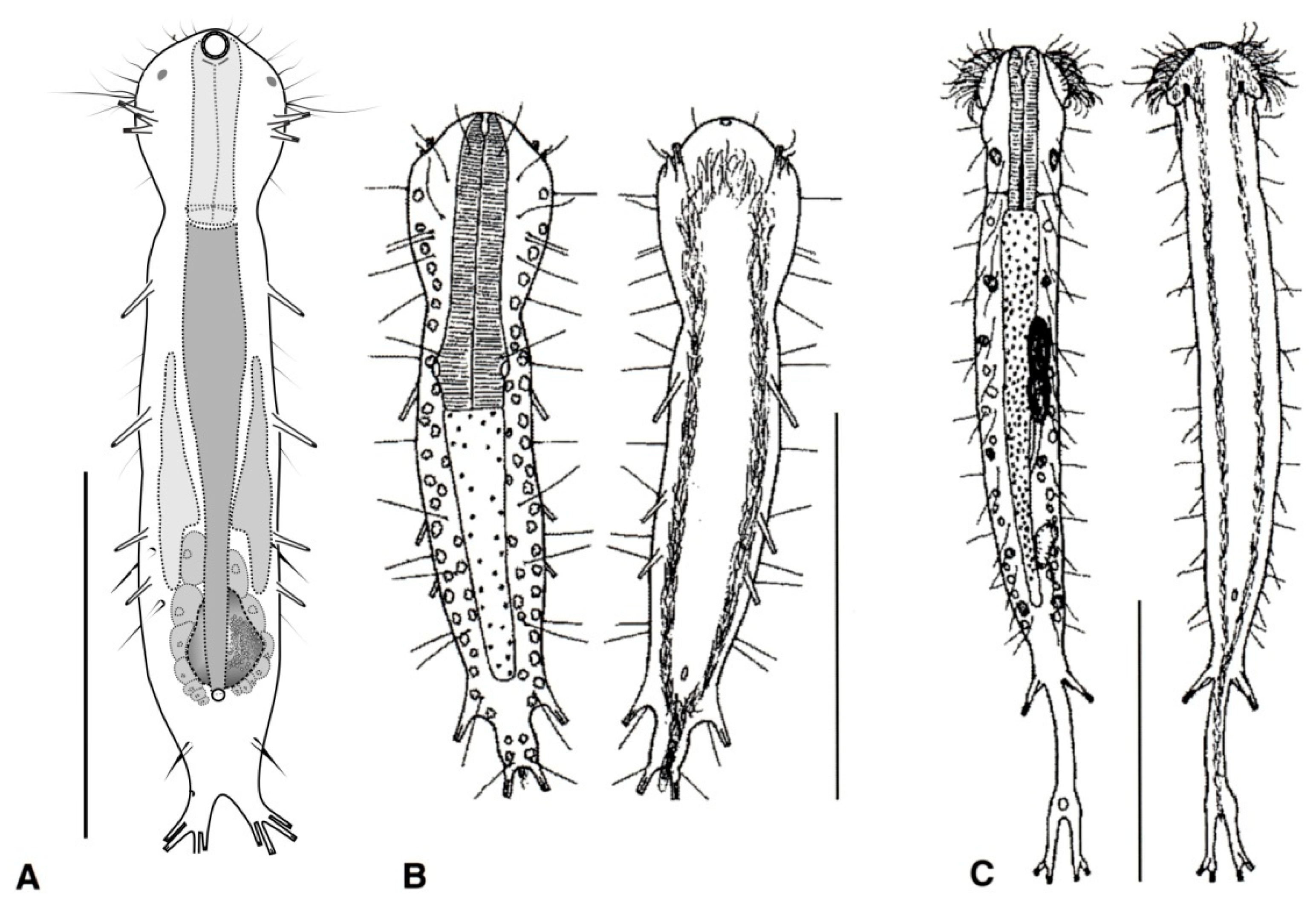 Diversity 11 00117 g003