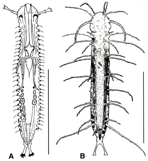 Diversity 11 00117 g004