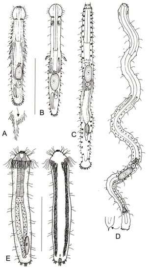 Diversity 11 00117 g005