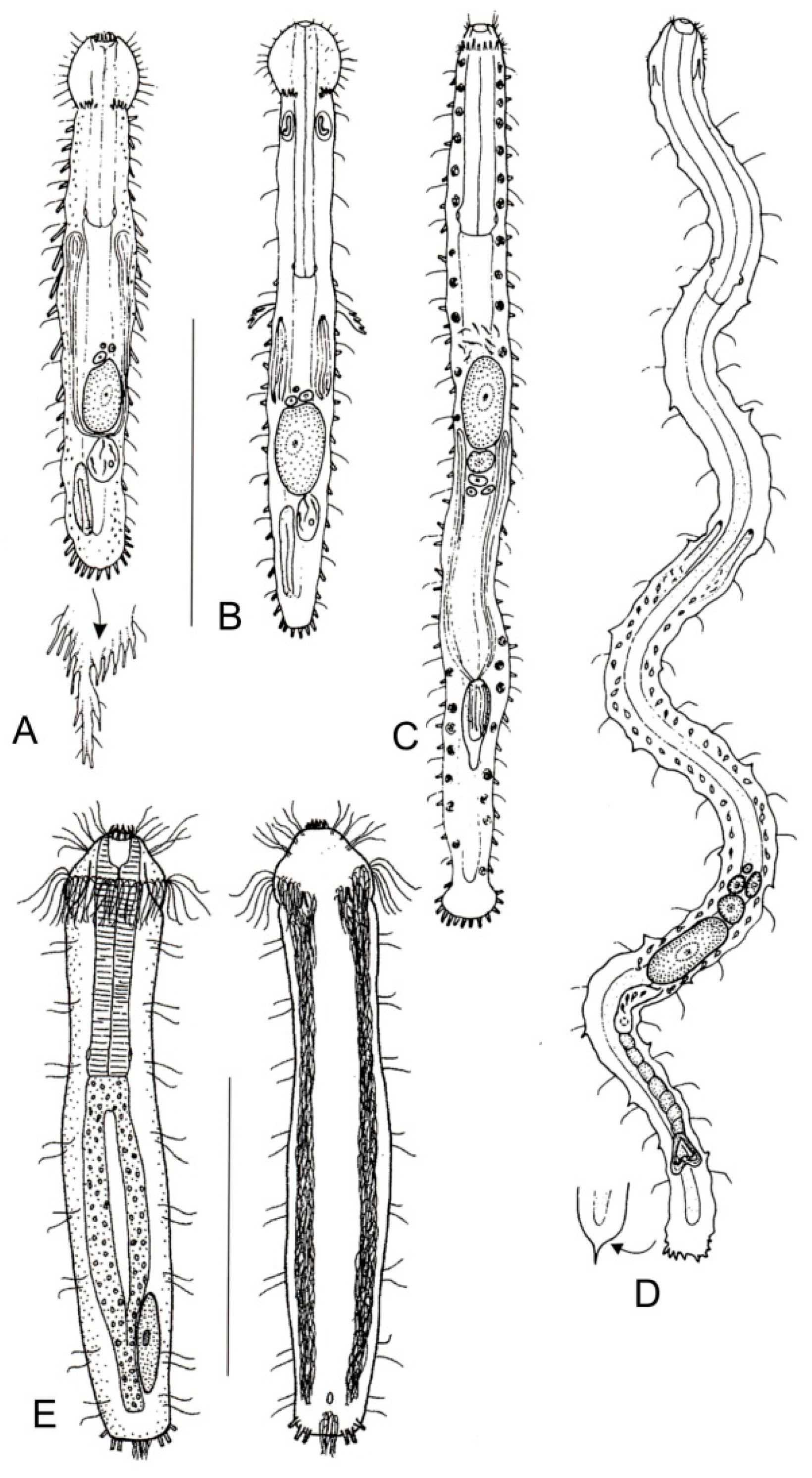 Diversity 11 00117 g005