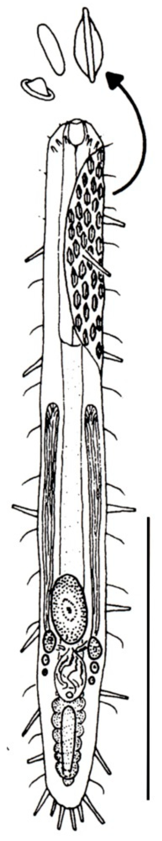 Diversity 11 00117 g008